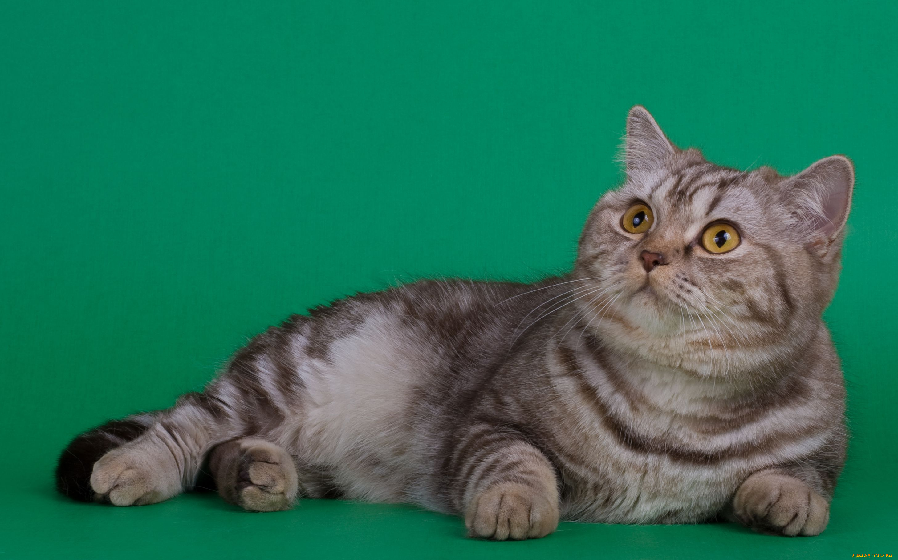 животные, коты, британец