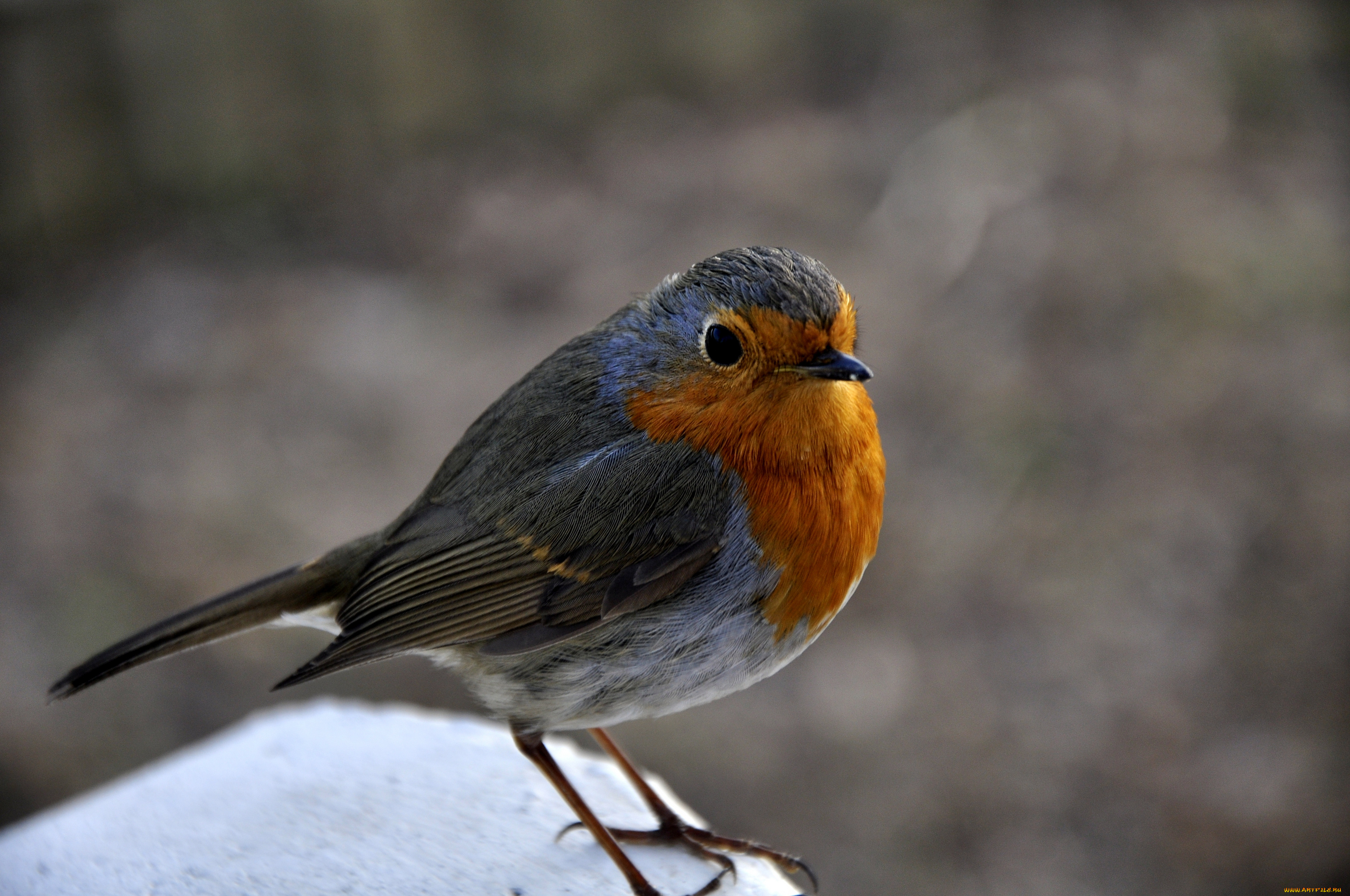 животные, зарянки, малиновки, взгляд