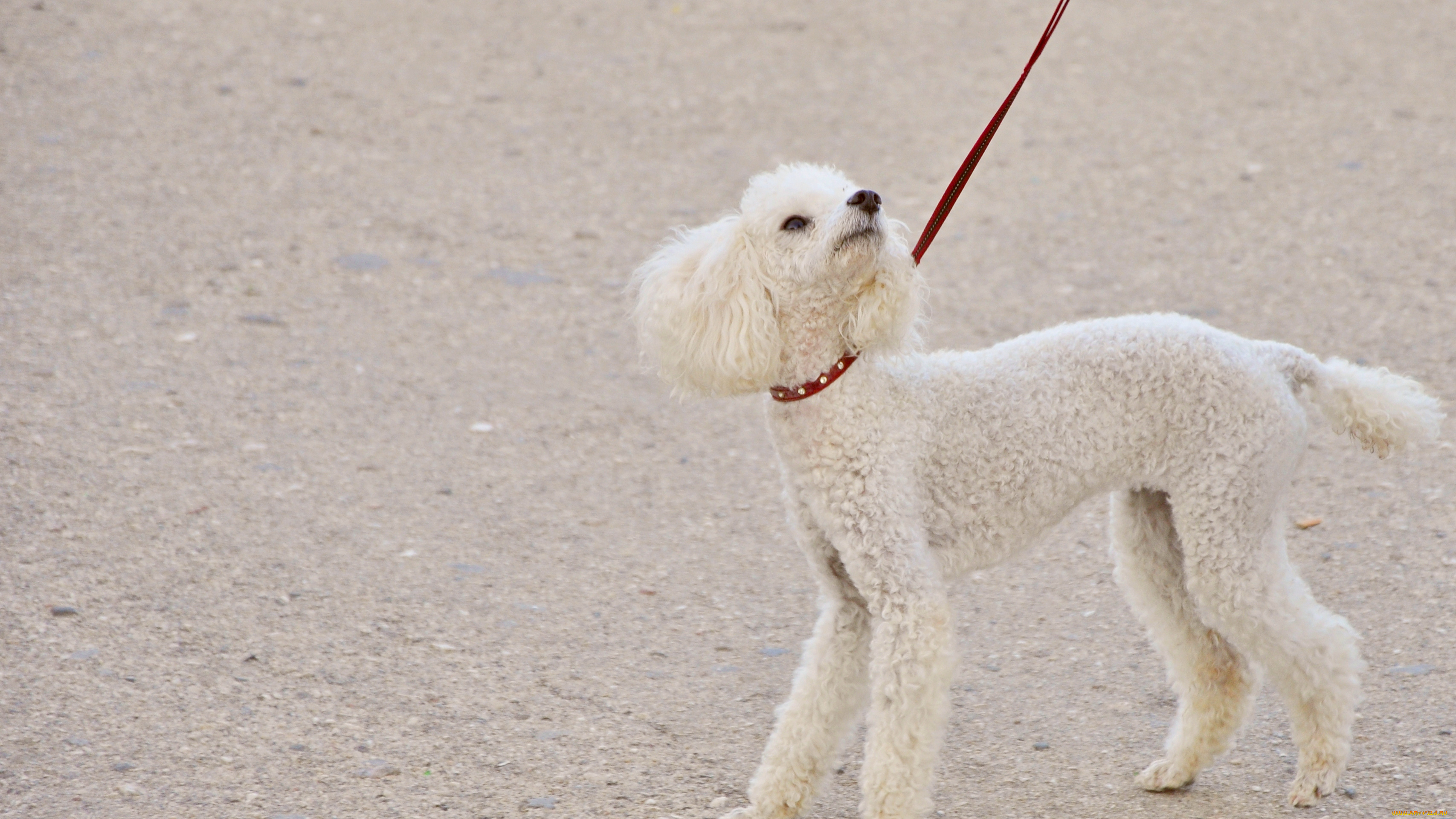 животные, собаки, пудель