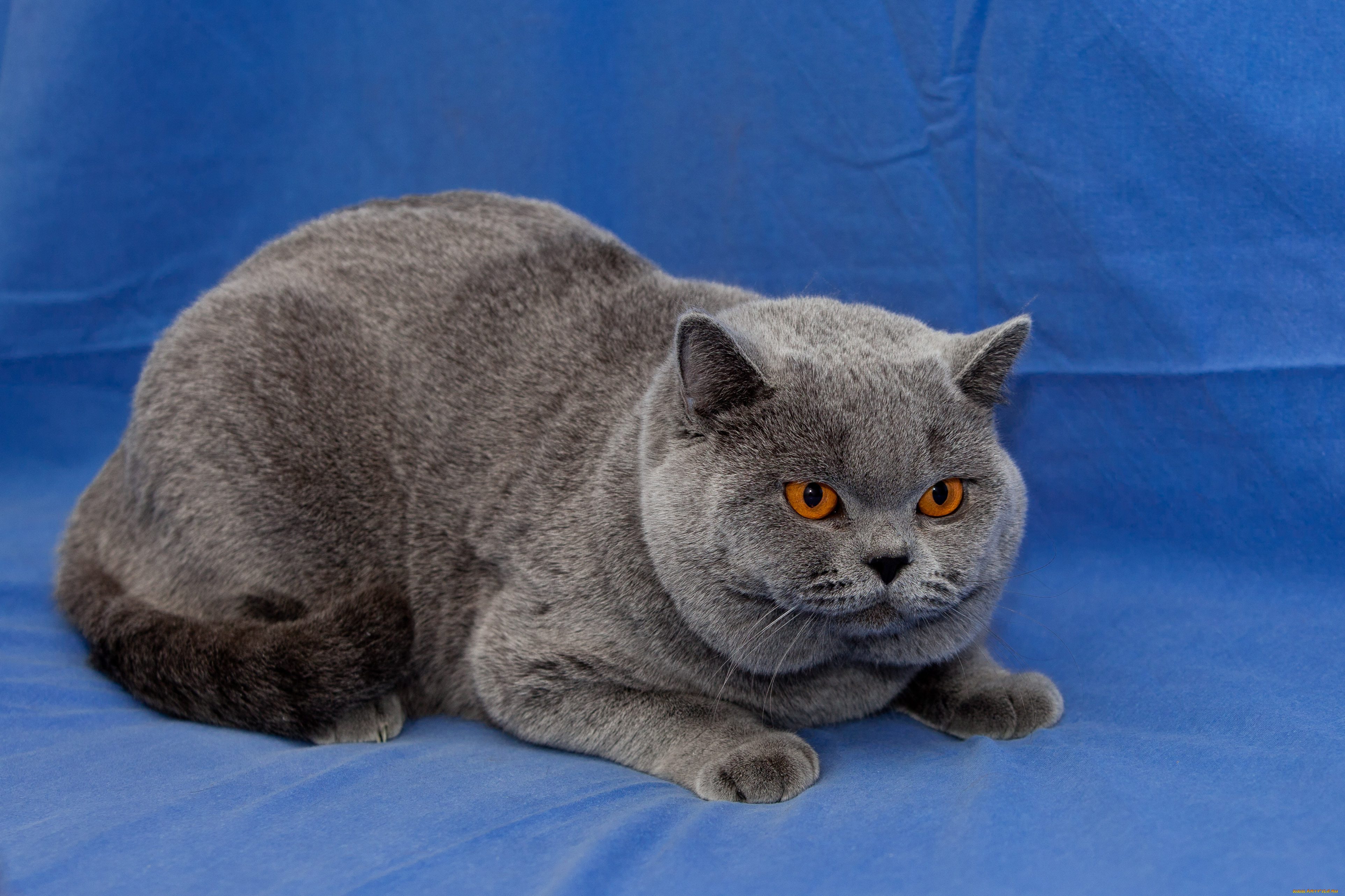 животные, коты, британец