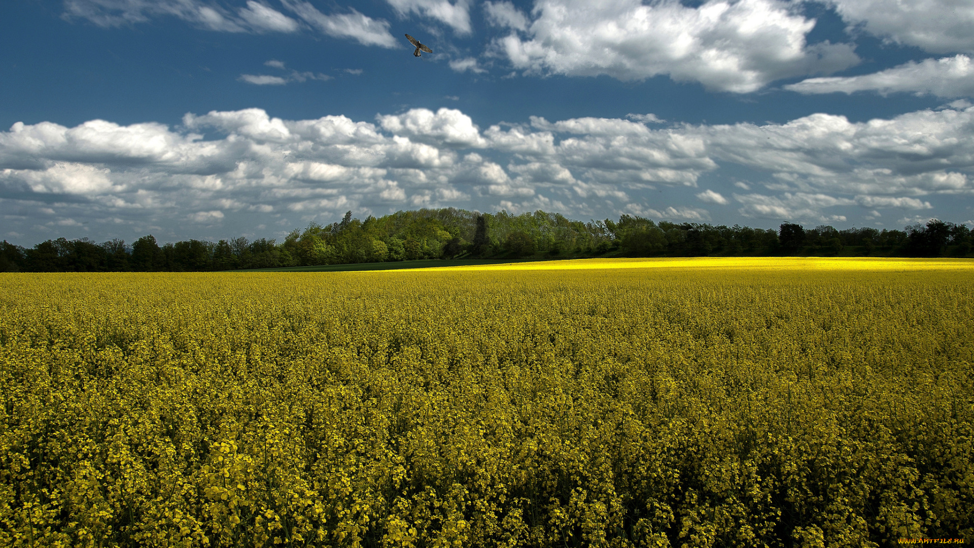 природа, поля, рапс, облака, пейзаж