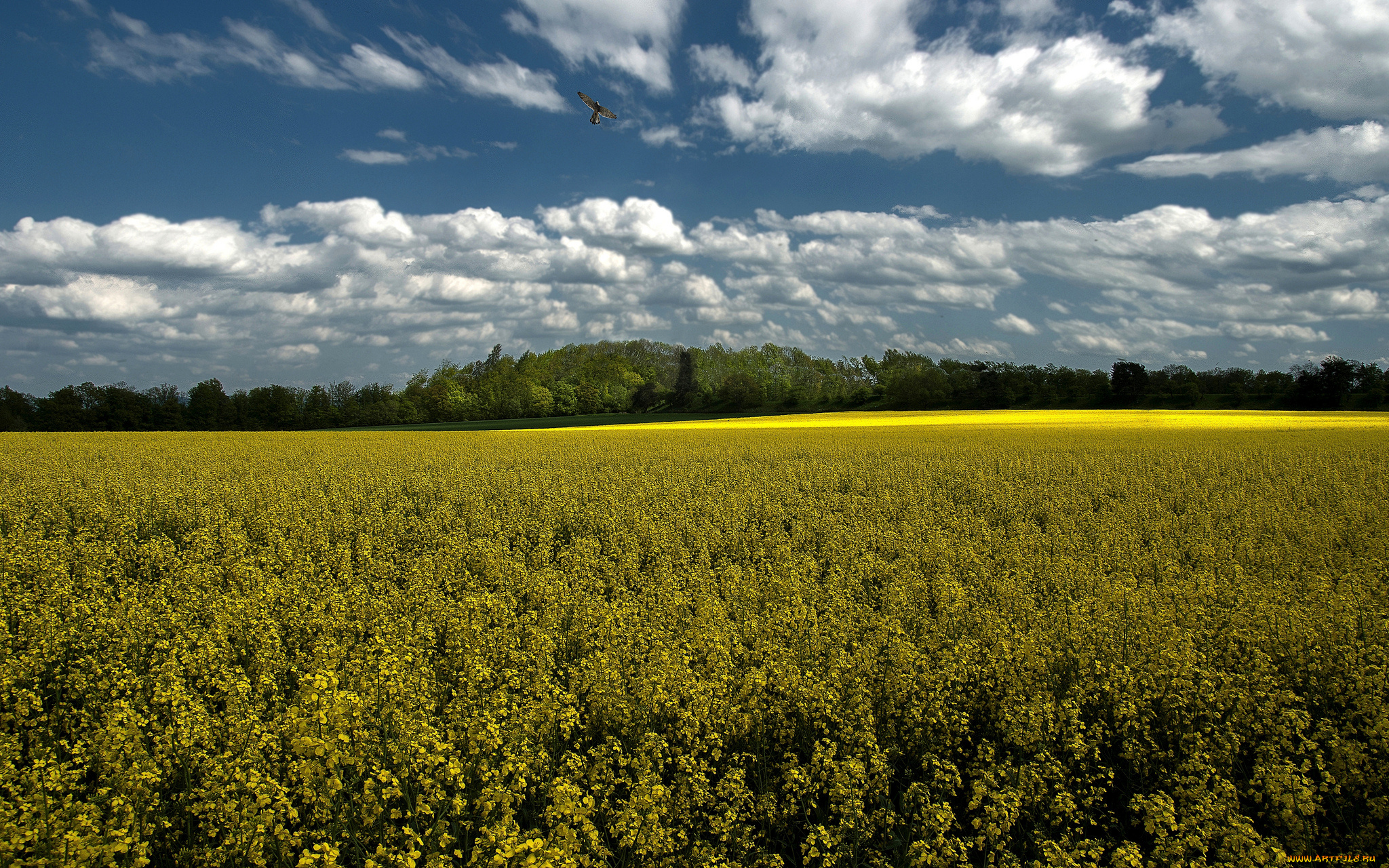 природа, поля, рапс, облака, пейзаж