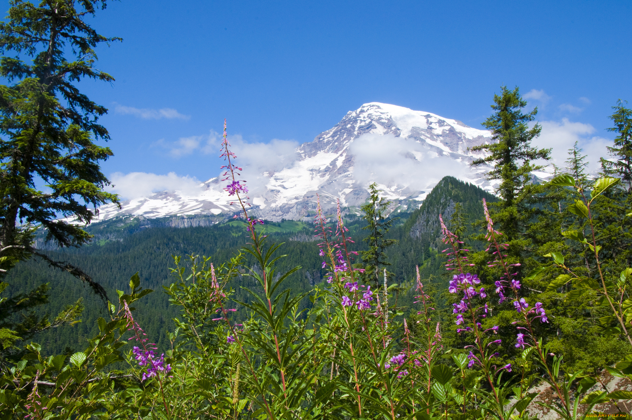 mount, rainier, national, park, природа, горы, национальный, парк, маунт-рейнир, цветы, лес, пейзаж