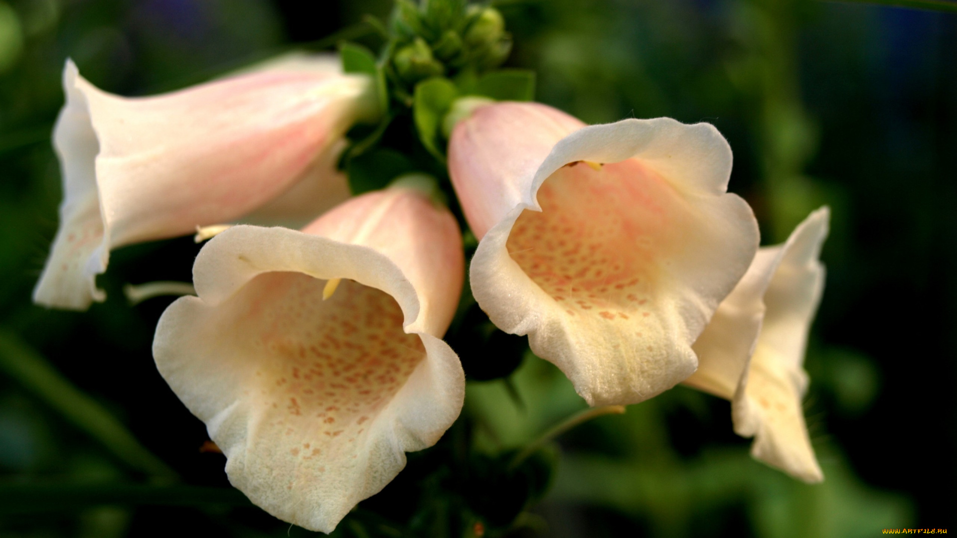 цветы, дигиталис, , наперстянка, трубочки, нежные