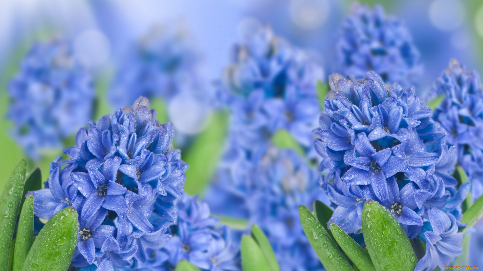 цветы, гиацинты, макро