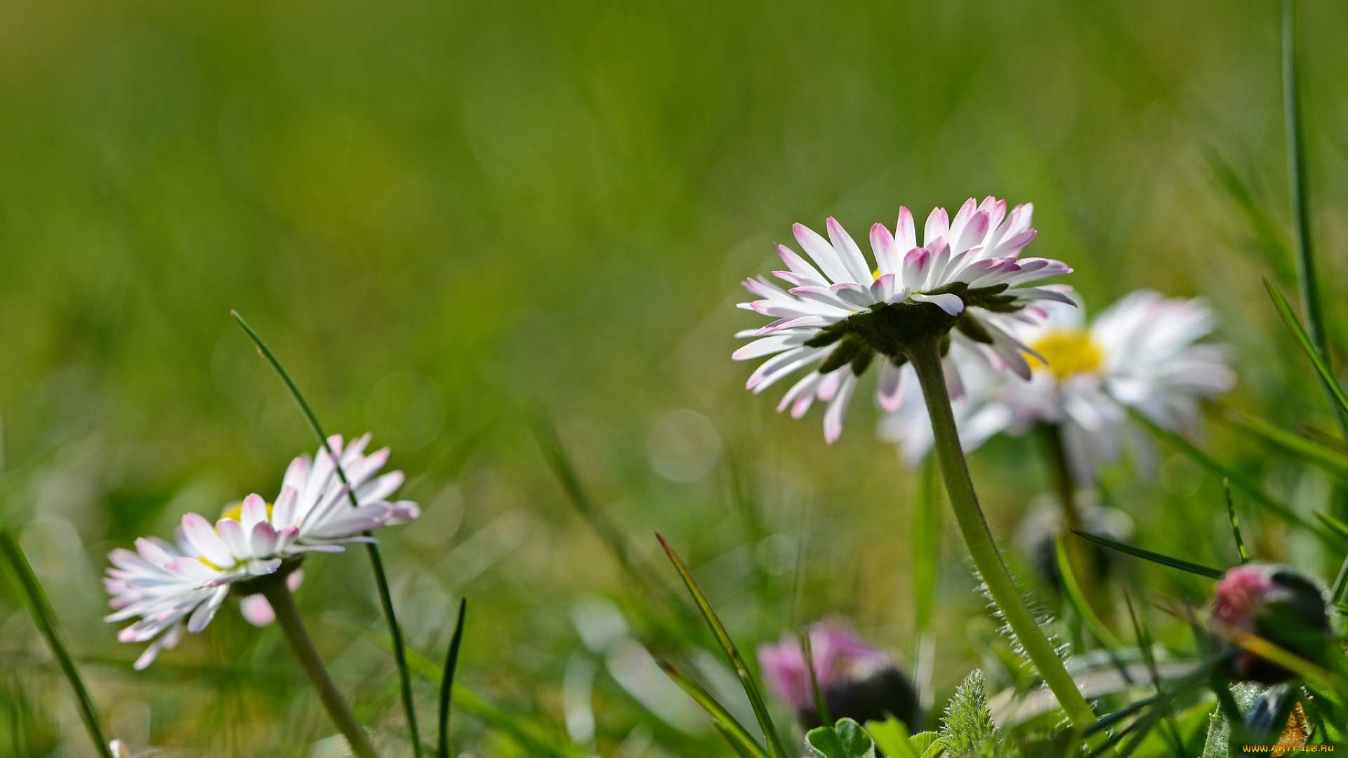 цветы, маргаритки, трава, макро