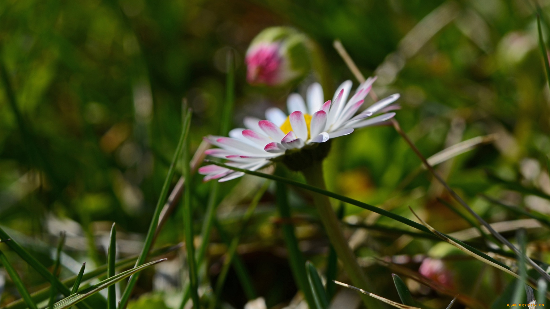 цветы, маргаритки, трава, макро, лепестки
