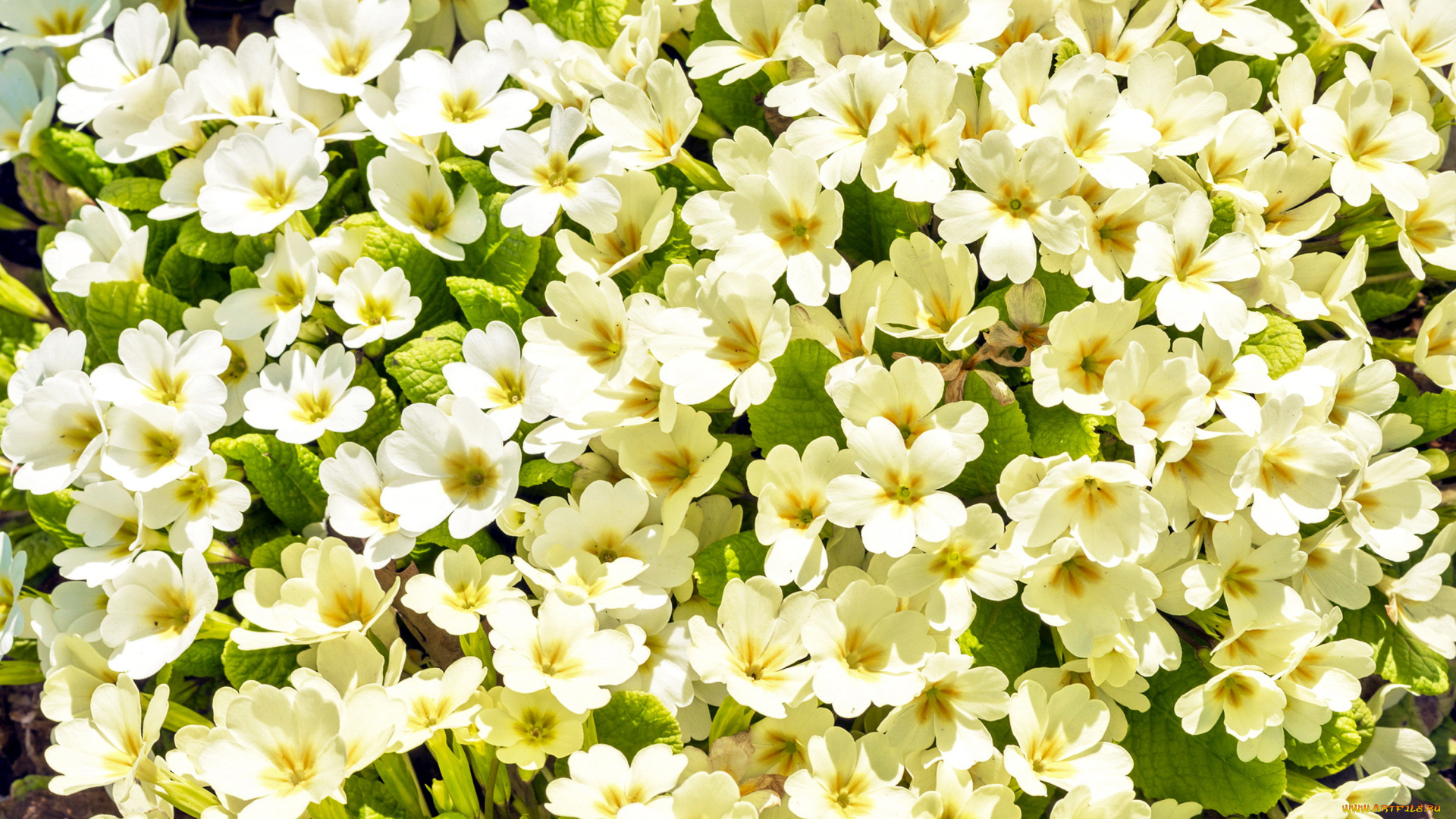 цветы, примулы, первоцветы