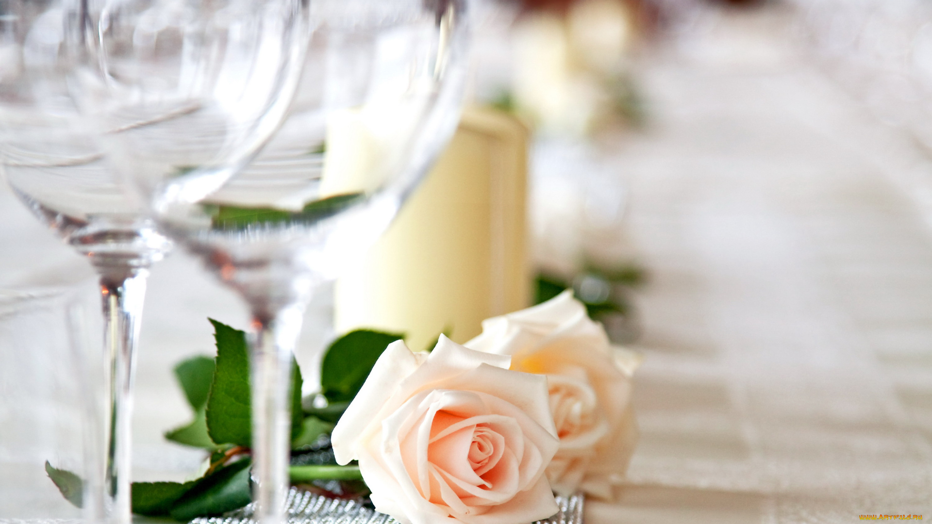 цветы, розы, пара