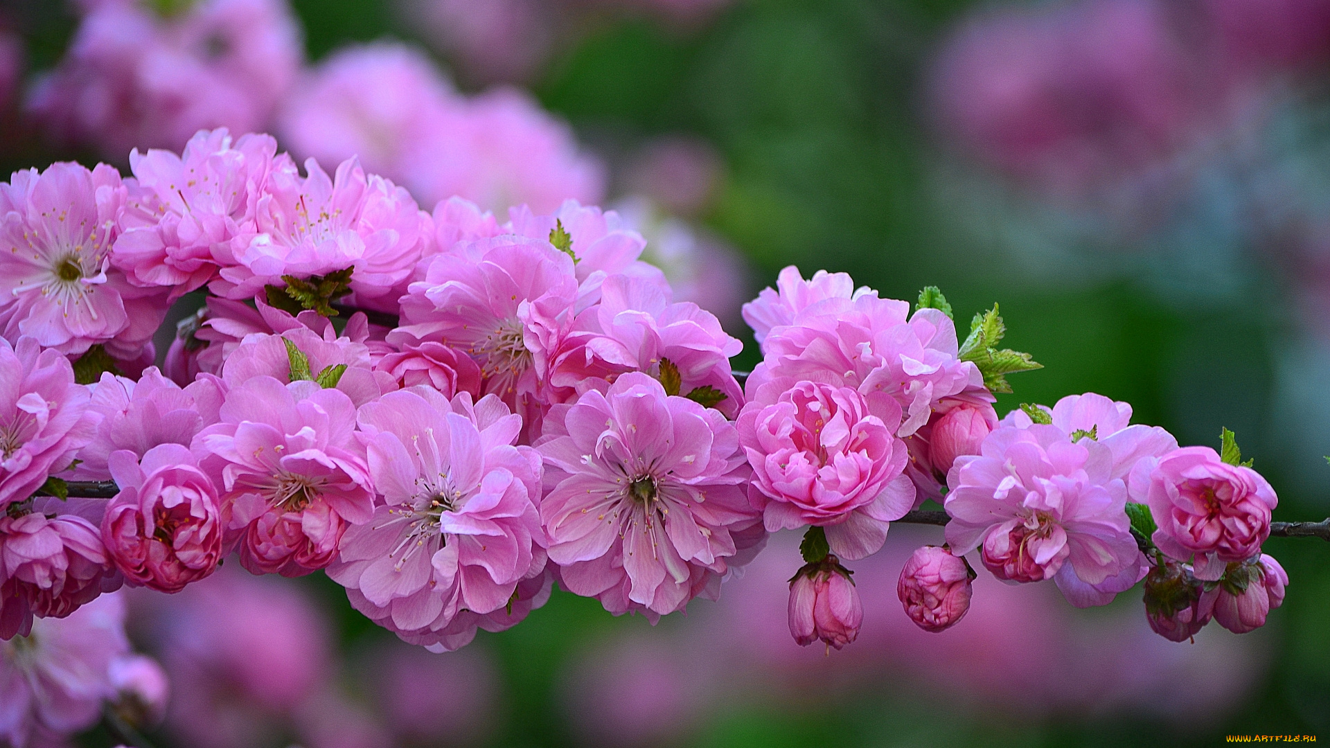 цветы, сакура, , вишня, весна