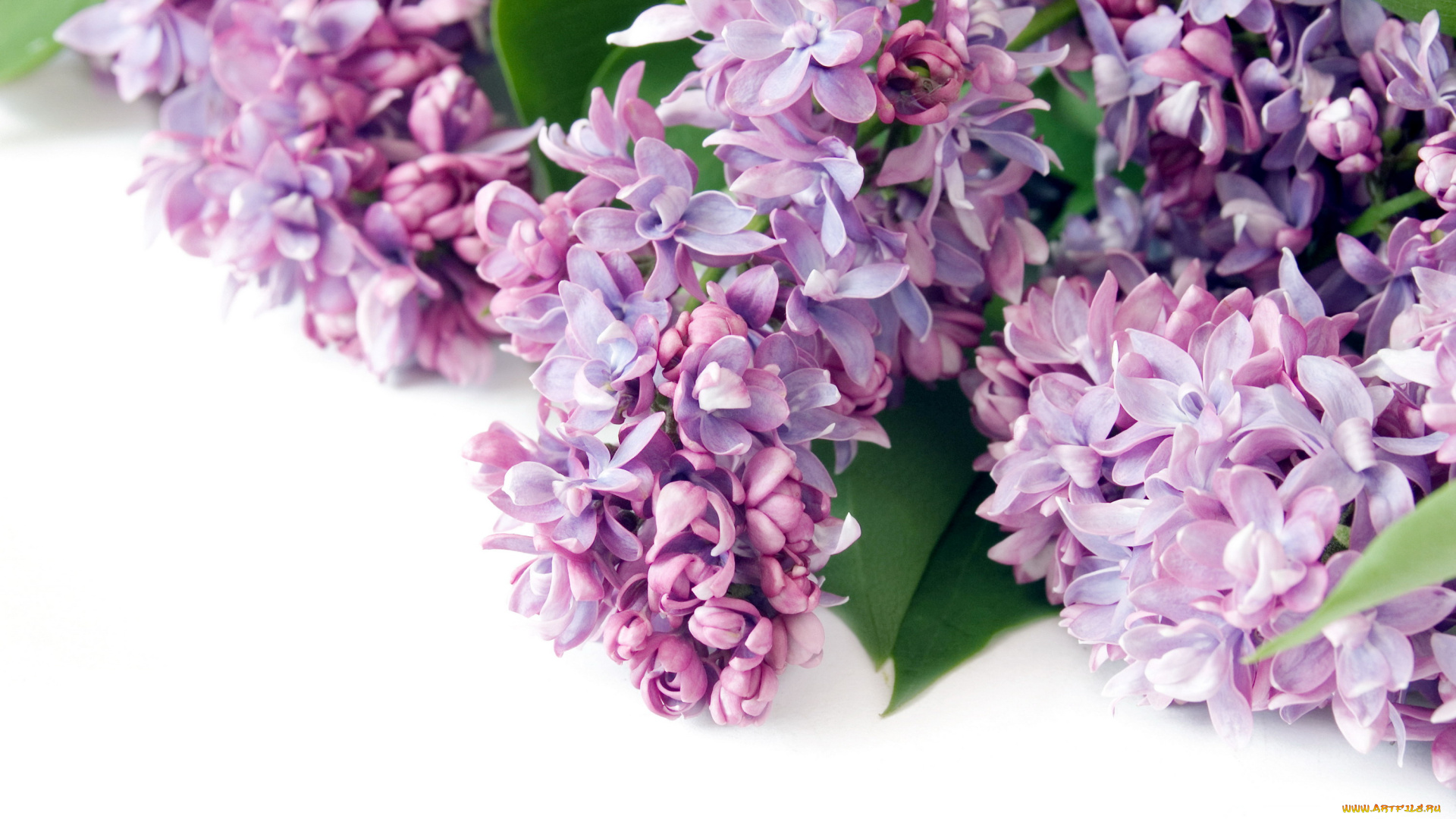 цветы, сирень, сиреневый