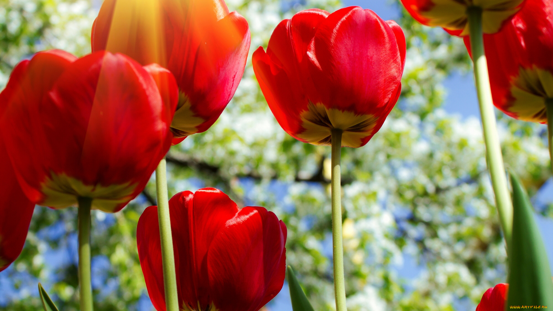 цветы, тюльпаны, бутоны