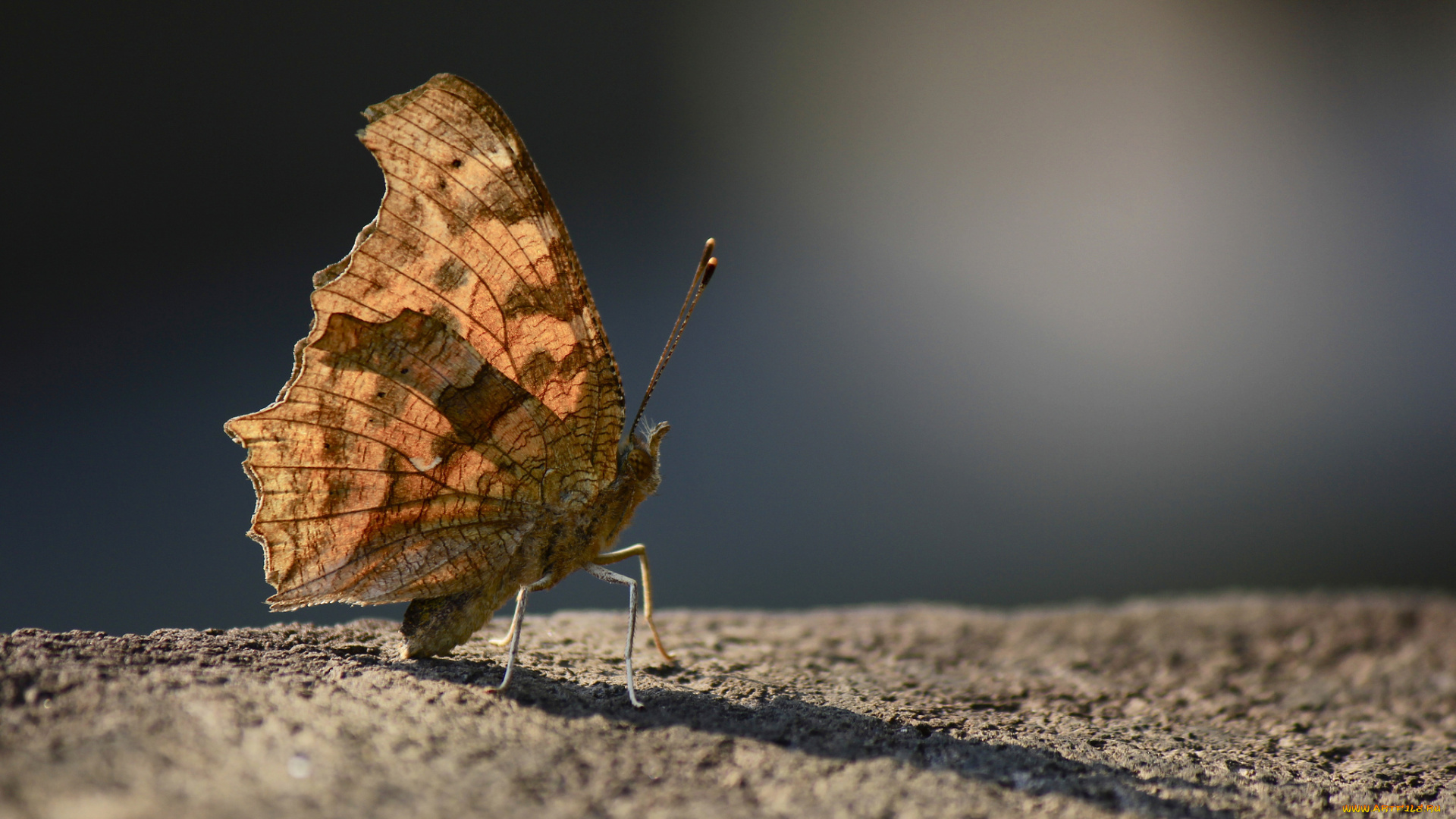 животные, бабочки, бабочка, усики, крылья