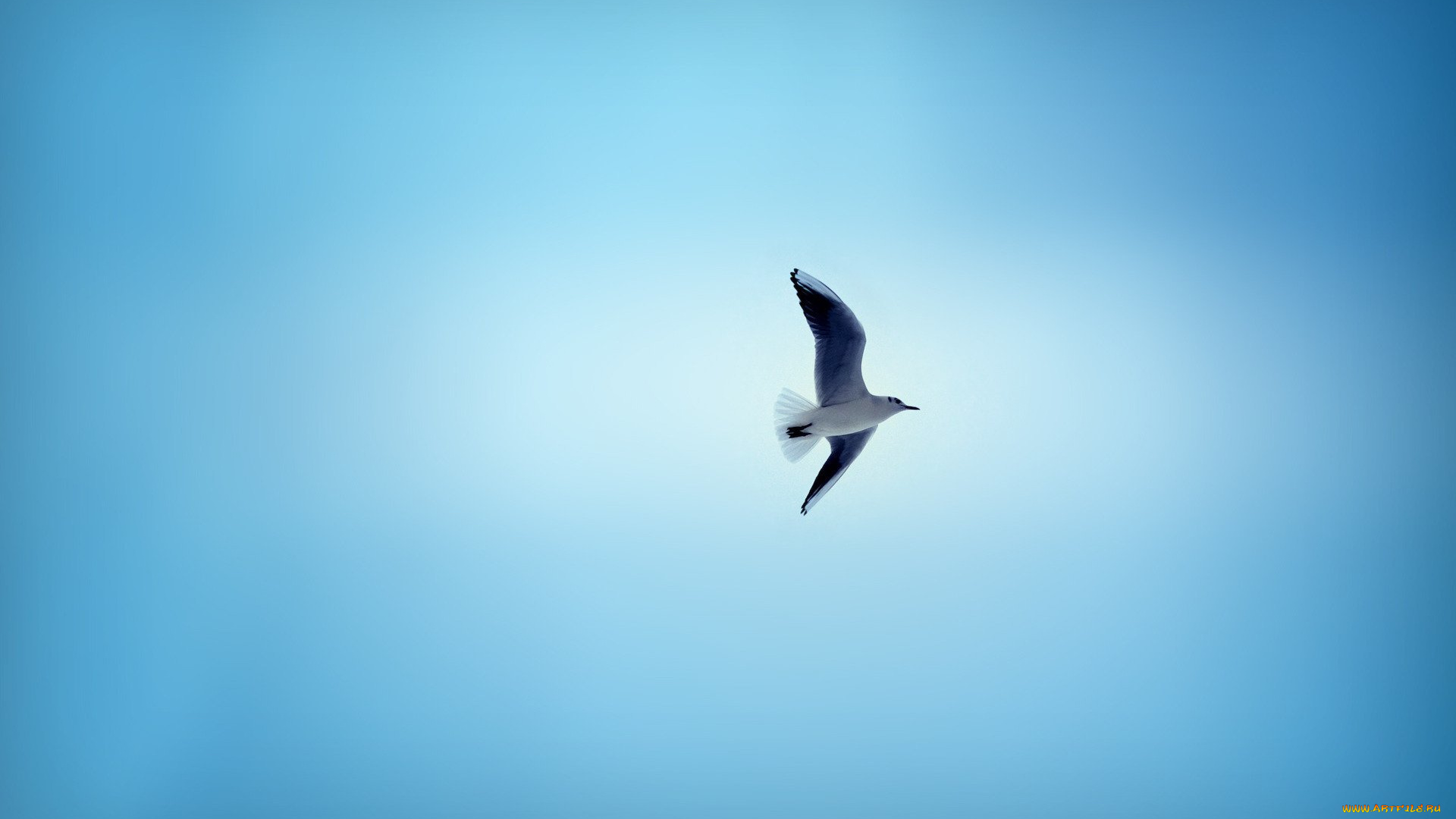 животные, Чайки, , бакланы, , крачки, фон, голубое, небо, птица, крыльЯ, полЁт