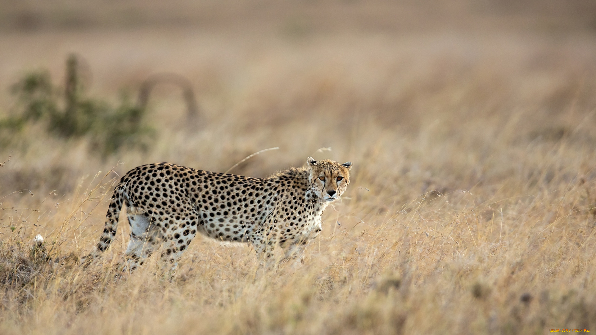 животные, гепарды, саванна, трава, кошка, пятна, прогулка