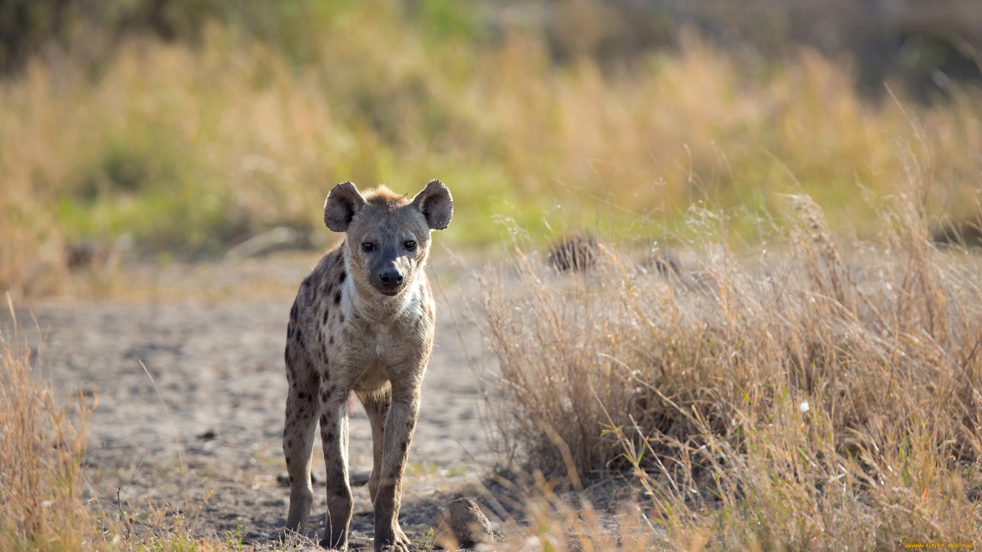 животные, гиены, , гиеновые, собаки, морда, хищник