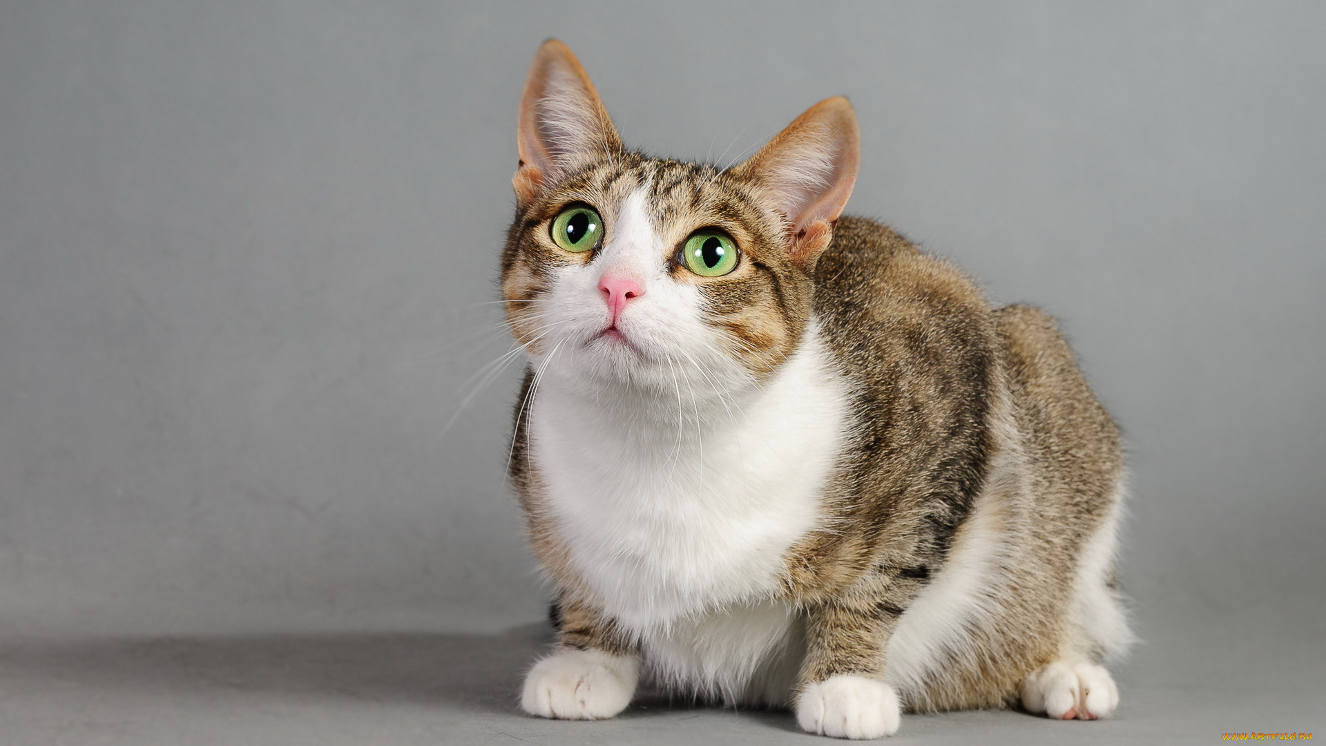 животные, коты, фон, взгляд, кошка