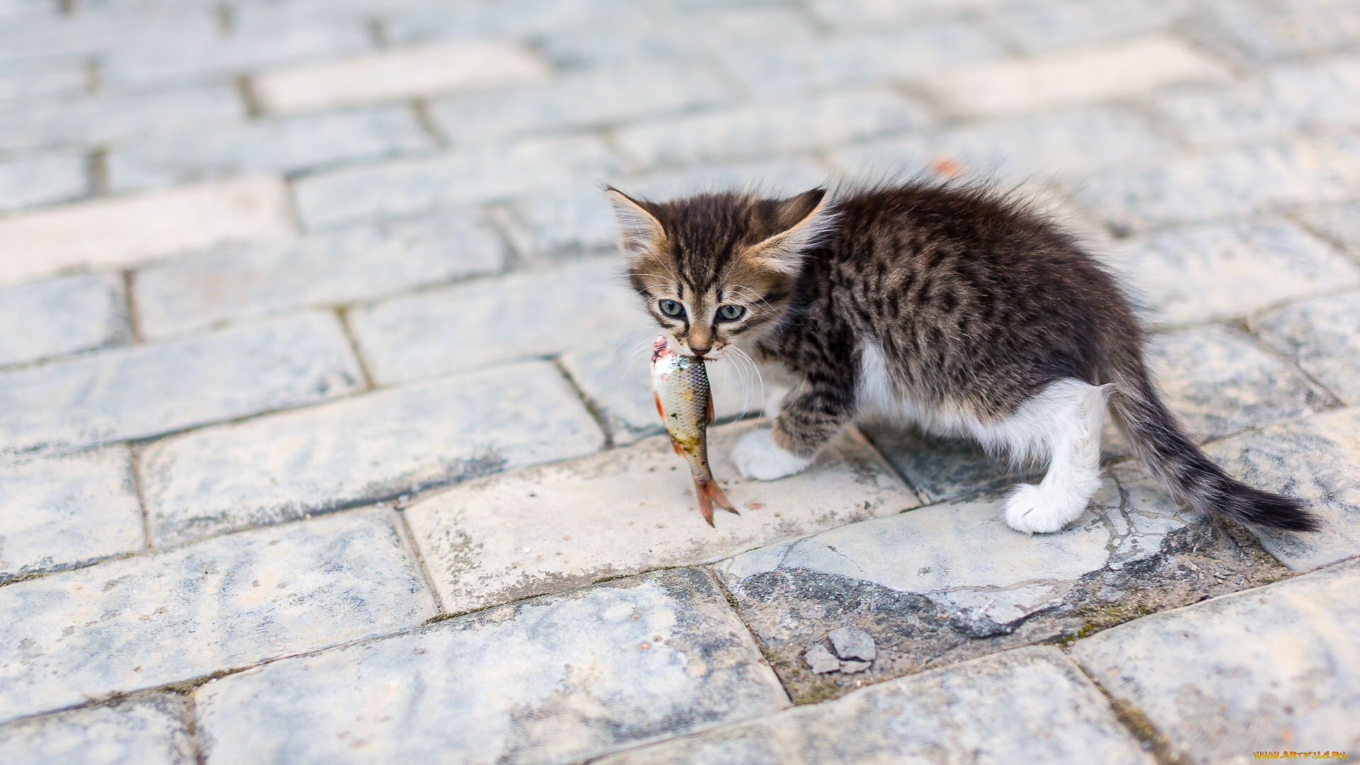 животные, коты, рыбка, добыча, котёнок