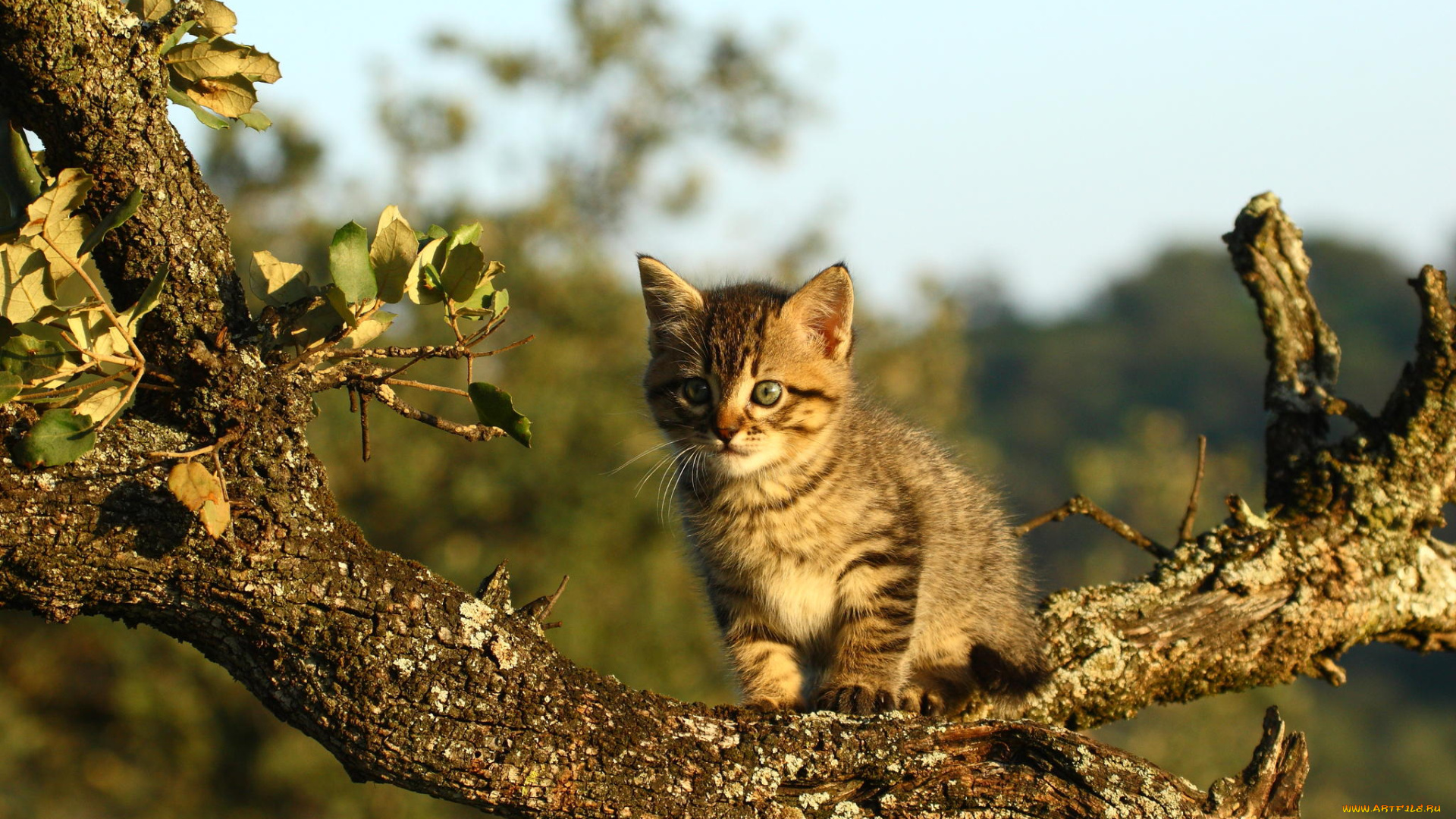 животные, коты, ветка, котенок