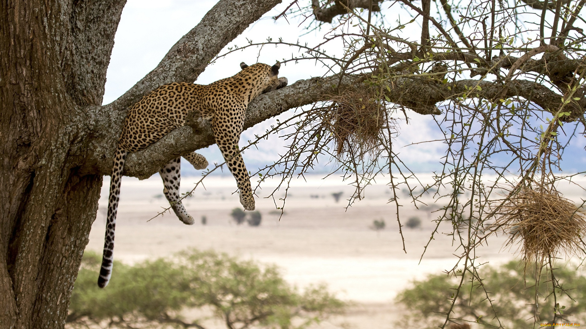 животные, леопарды, отдых, ветки, дерево, пятна, кошка