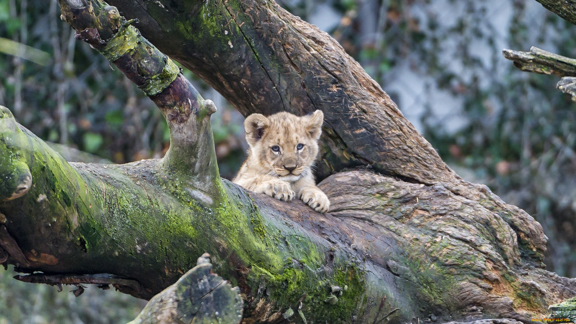 животные, львы, малыш