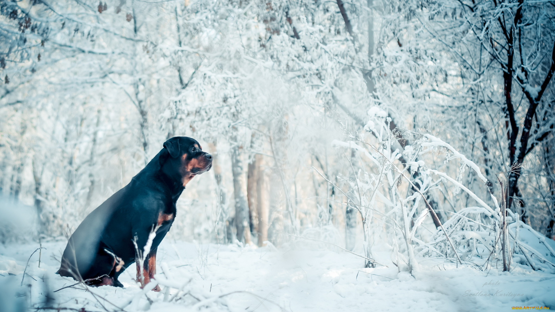 животные, собаки, собака, друг, зима