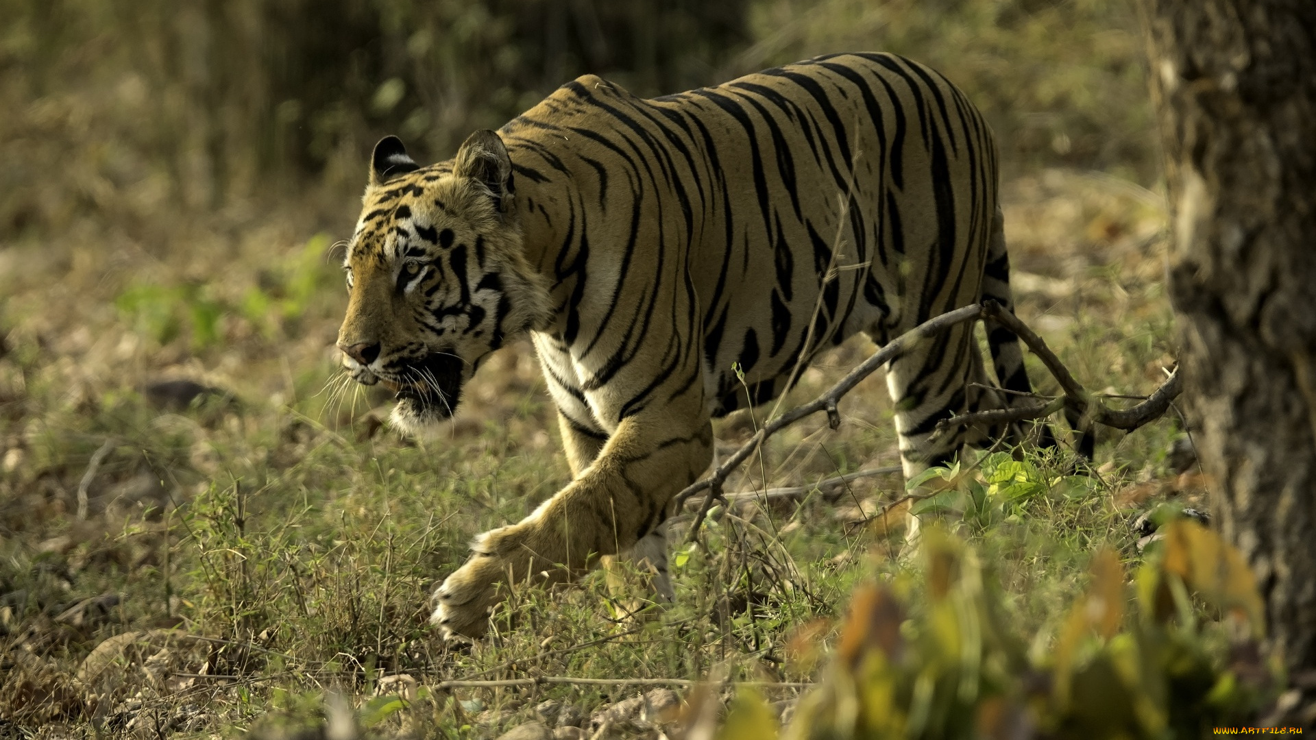 животные, тигры, морда, кошка, полосы, заросли