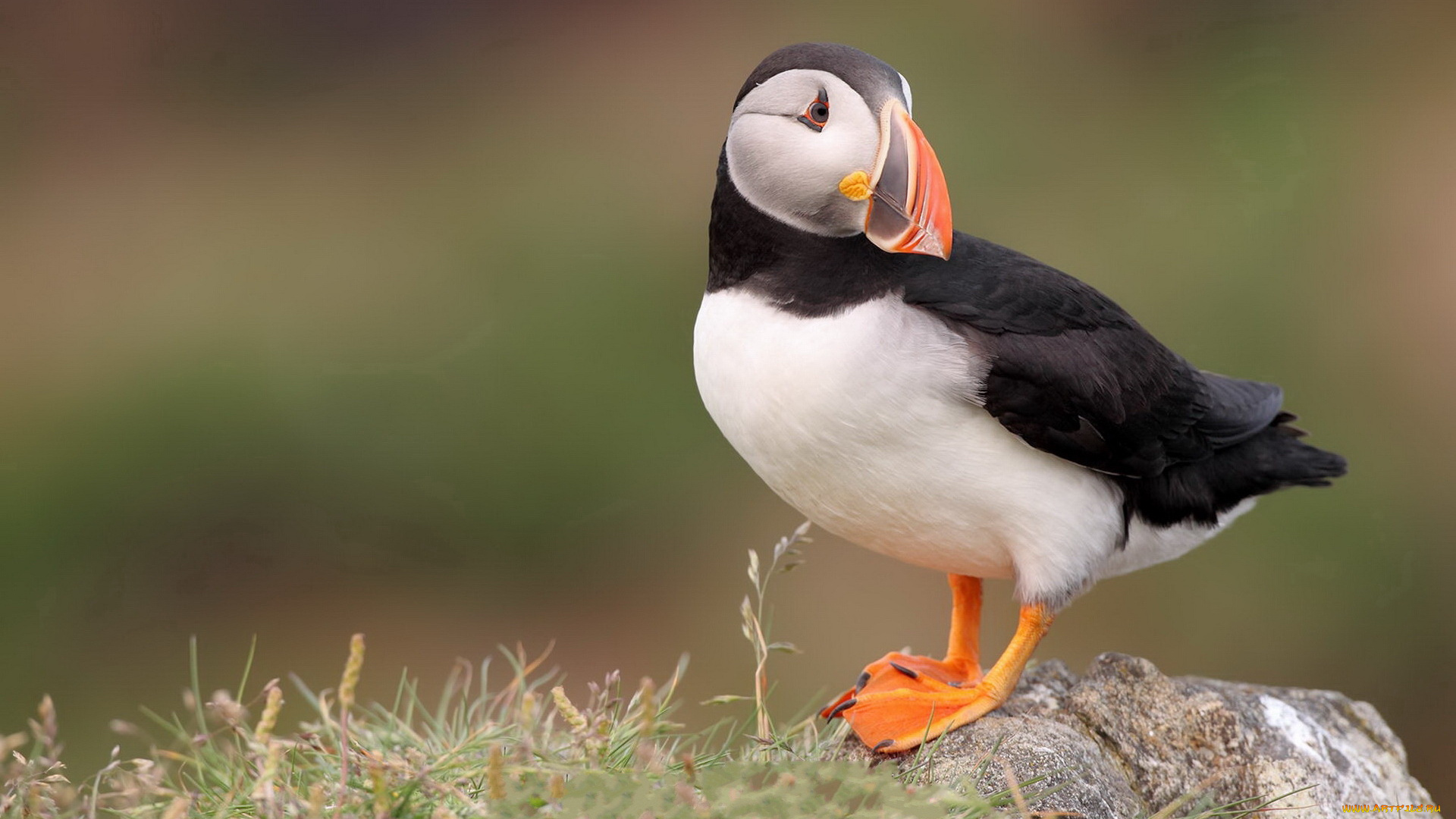 животные, тупики, клюв