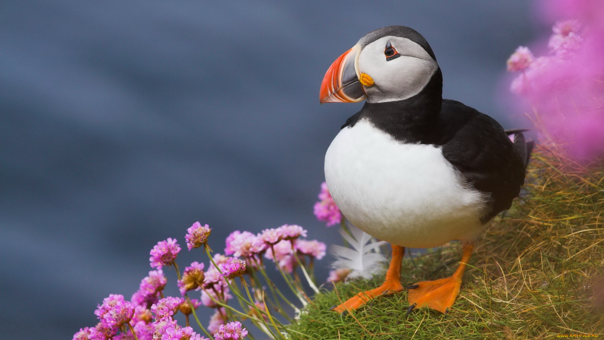 животные, тупики, клюв