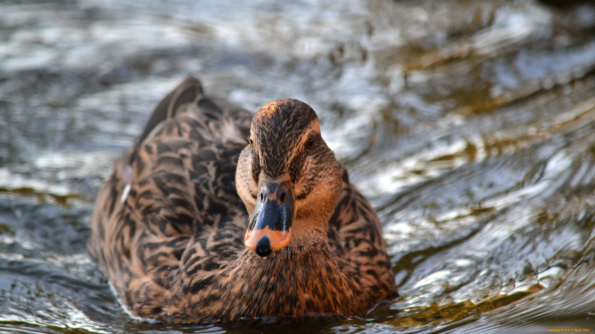 животные, утки, клюв, птица, вода