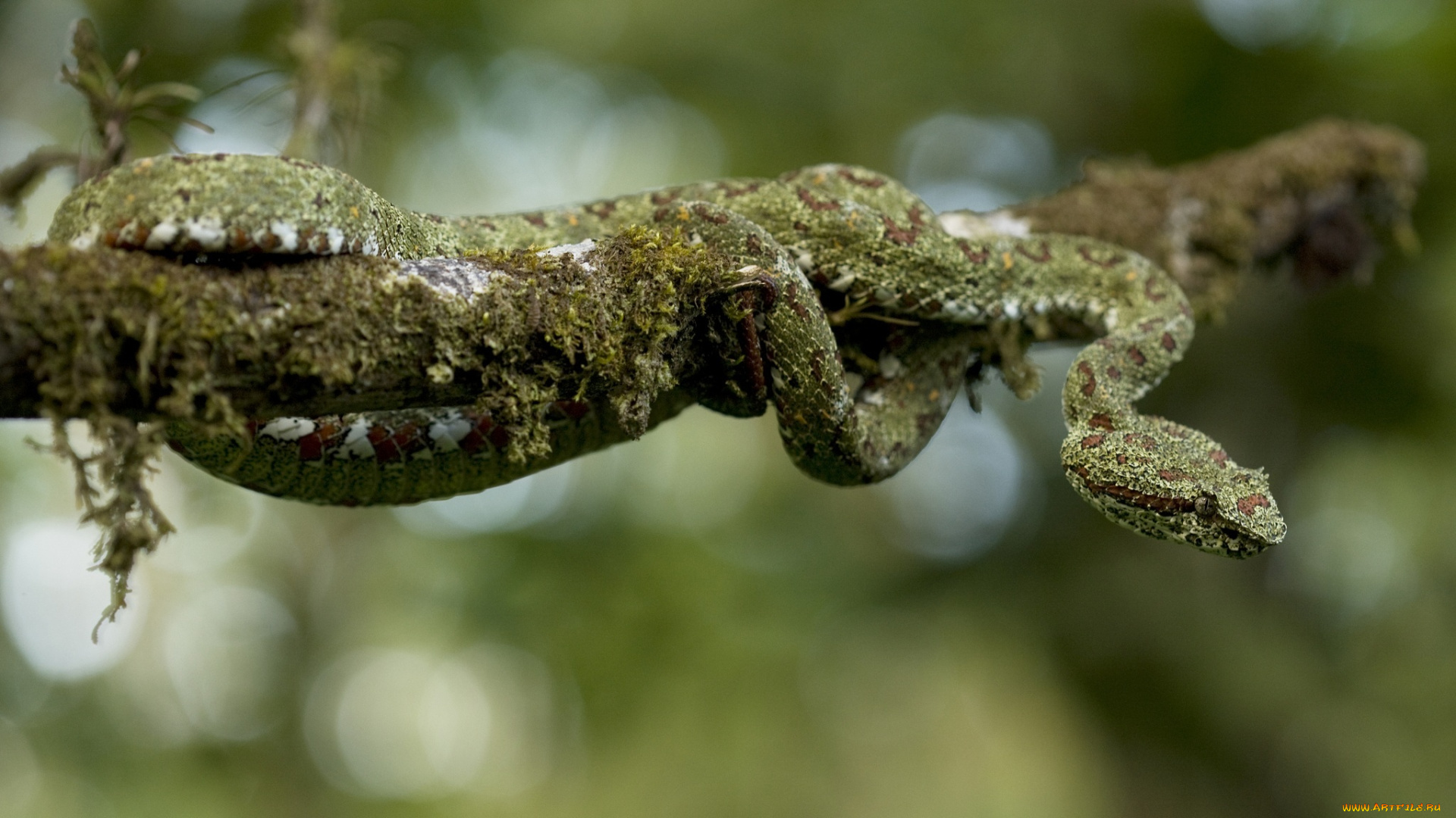 животные, змеи, , питоны, , кобры, мох, ветка