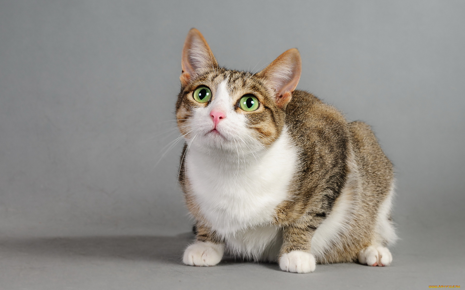 животные, коты, фон, взгляд, кошка