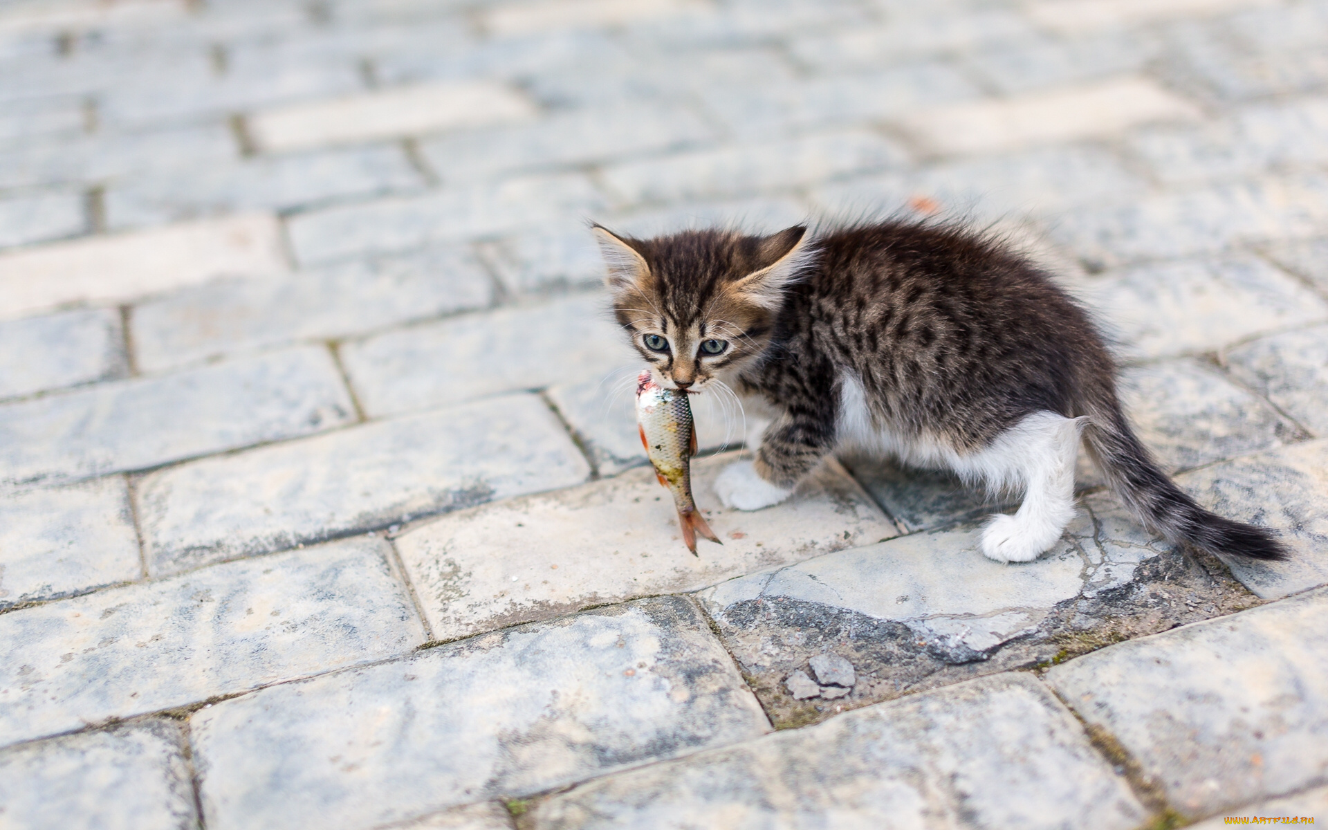 животные, коты, рыбка, добыча, котёнок