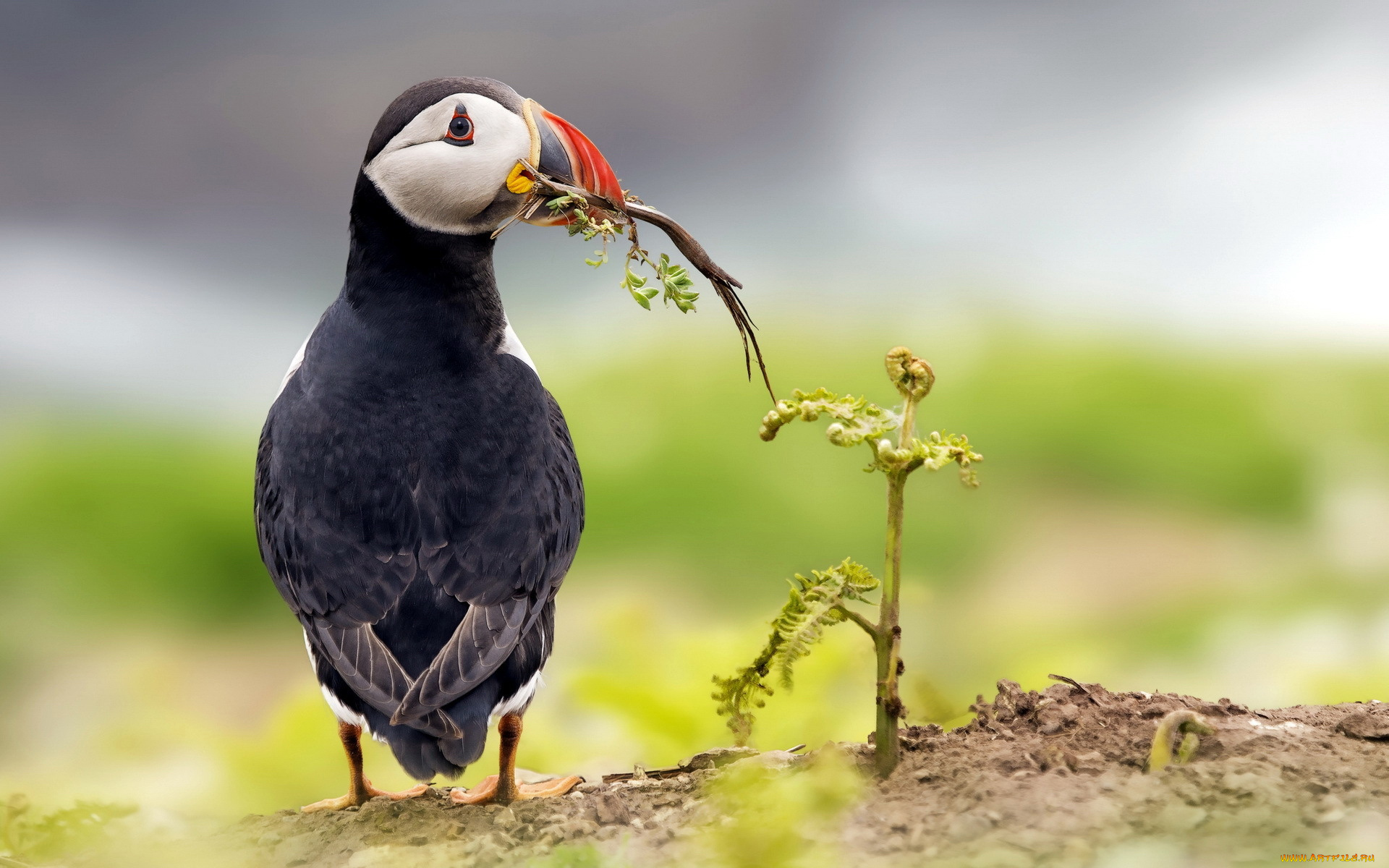 животные, тупики, клюв