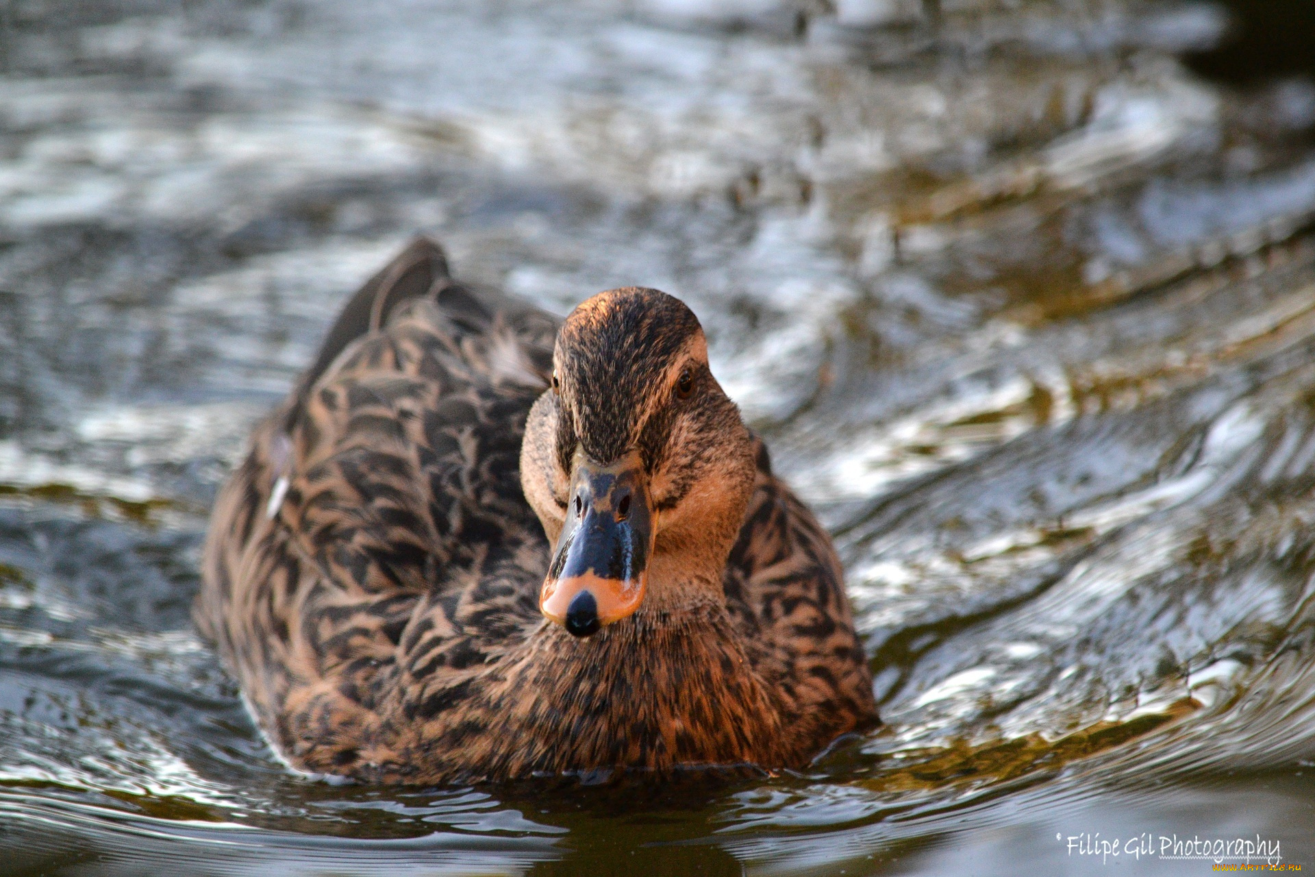 животные, утки, клюв, птица, вода
