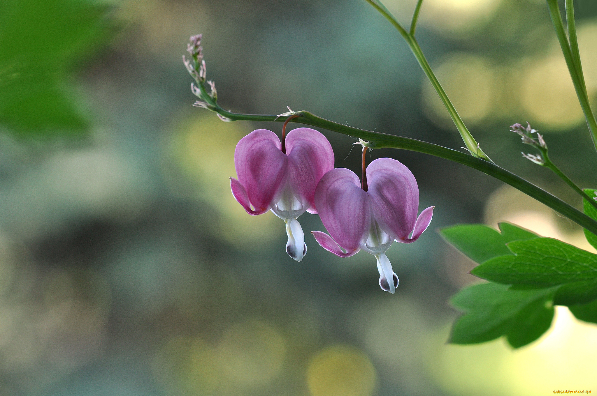 цветы, дицентра, , разбитое, сердце, сердечка