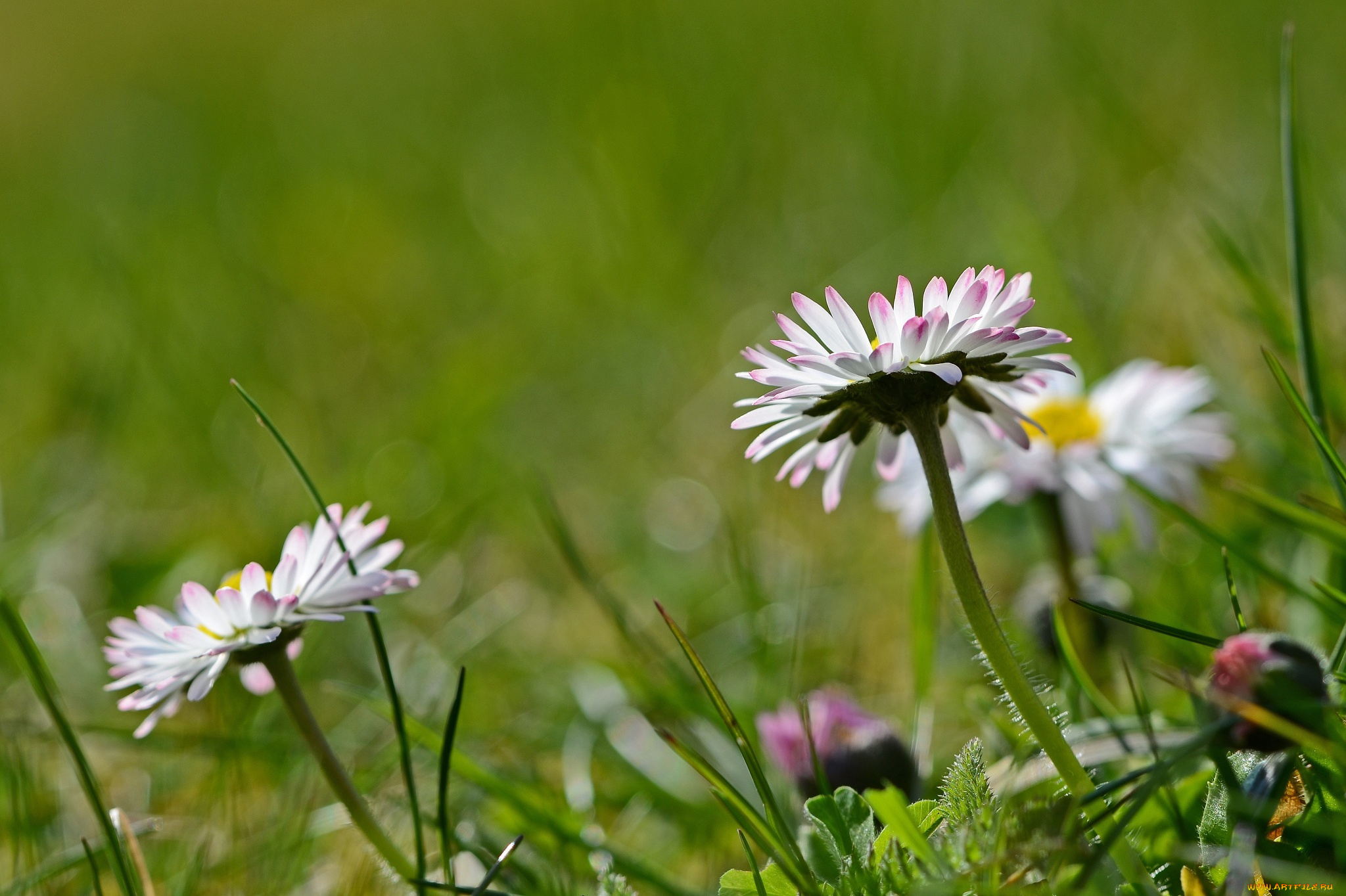 цветы, маргаритки, трава, макро