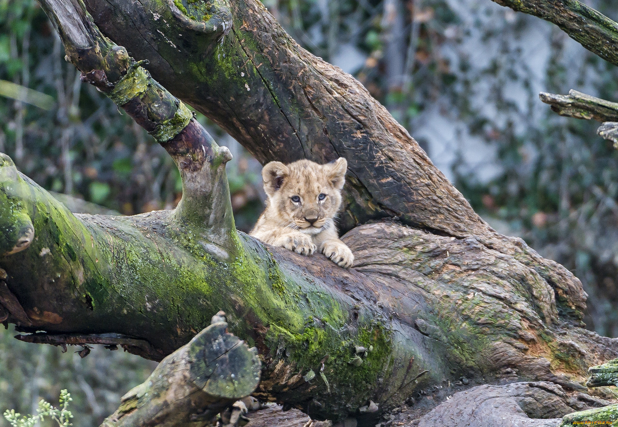 животные, львы, малыш