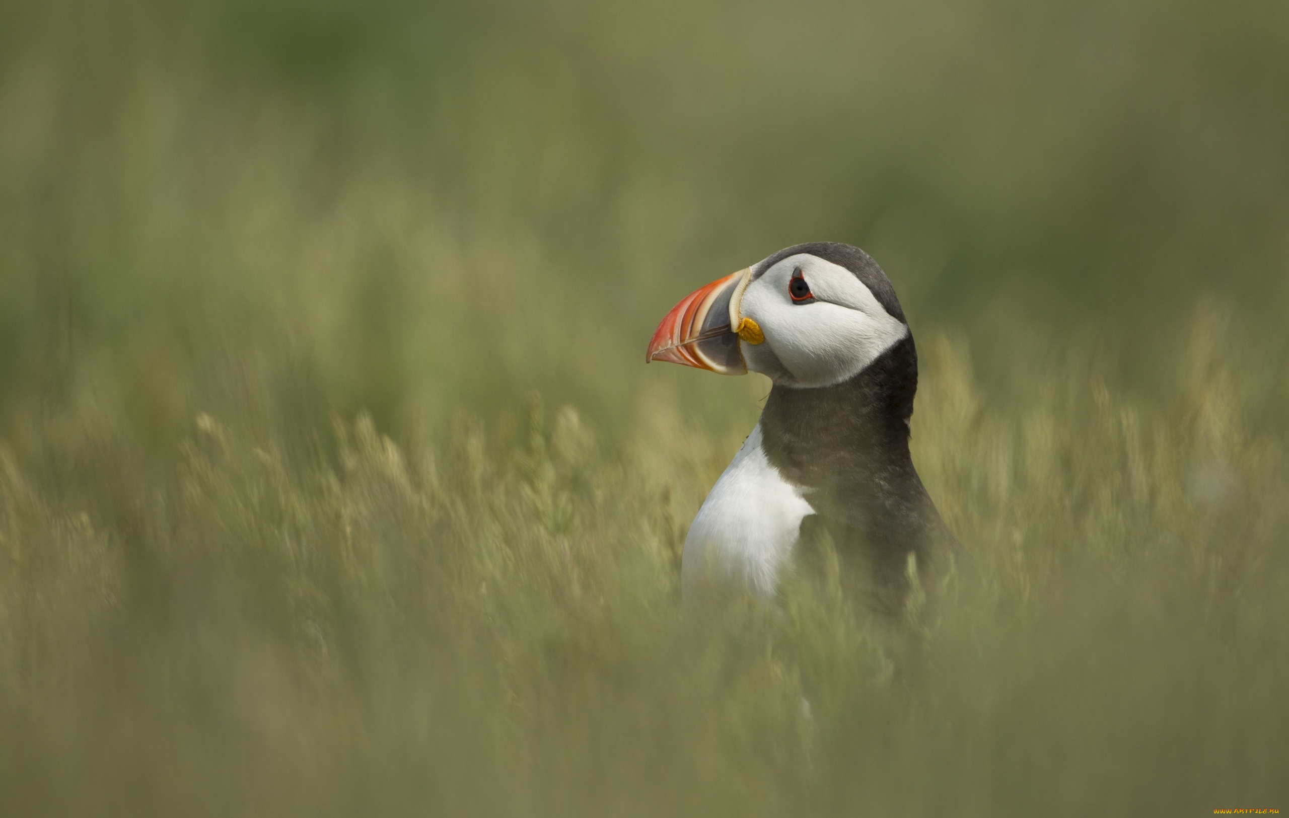 животные, тупики, клюв, профиль, трава