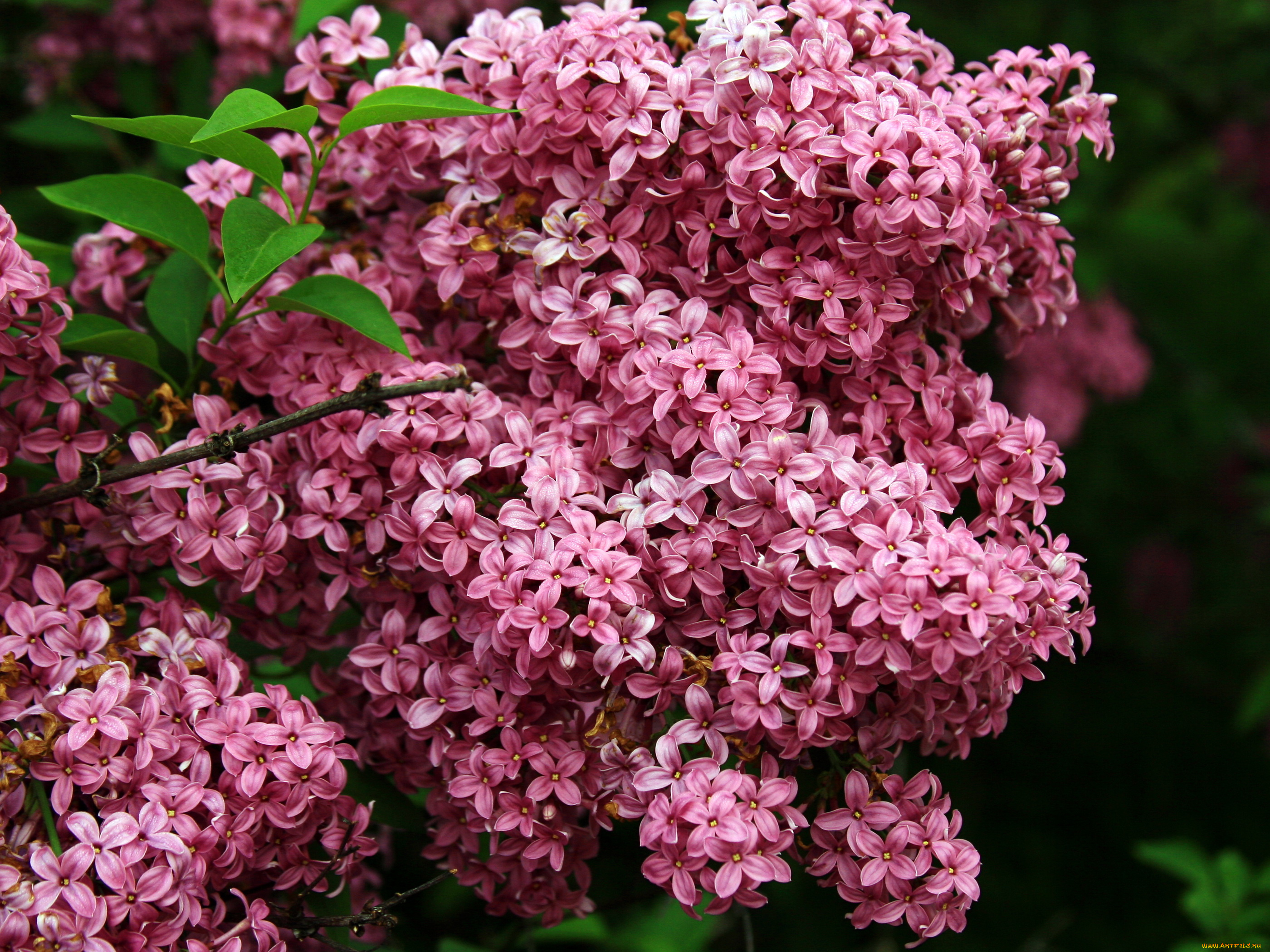 цветы, сирень, ветка