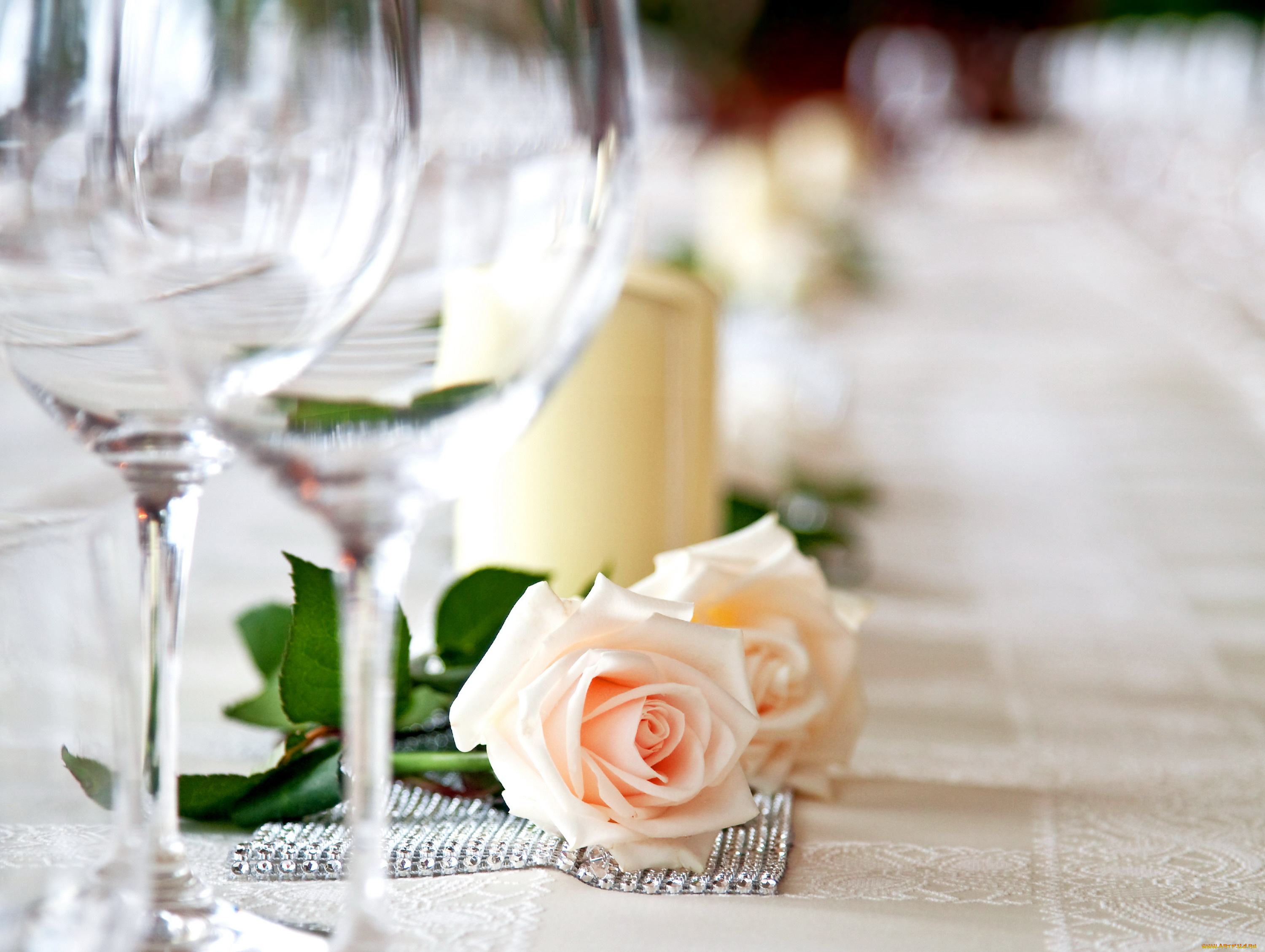 цветы, розы, пара