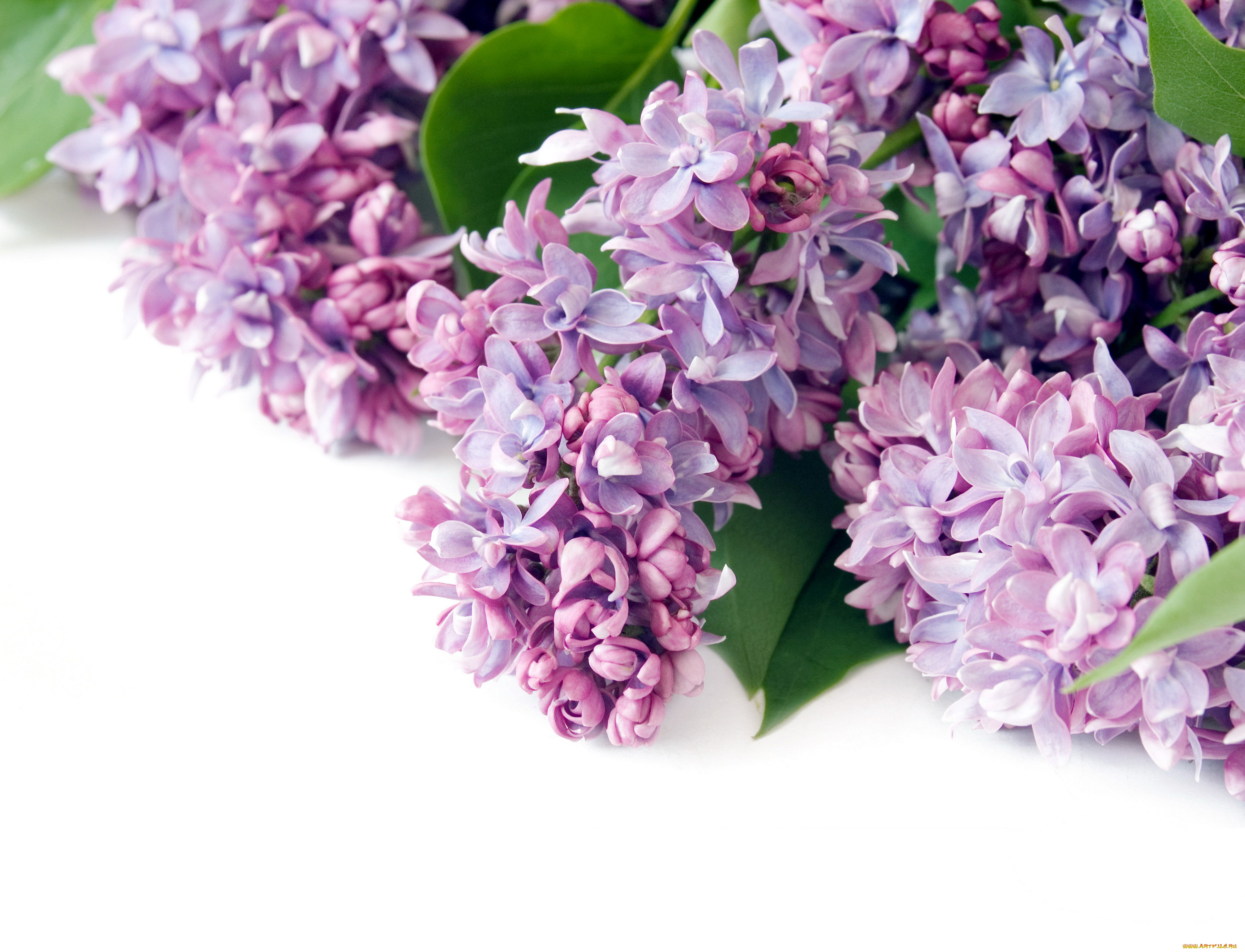 цветы, сирень, сиреневый