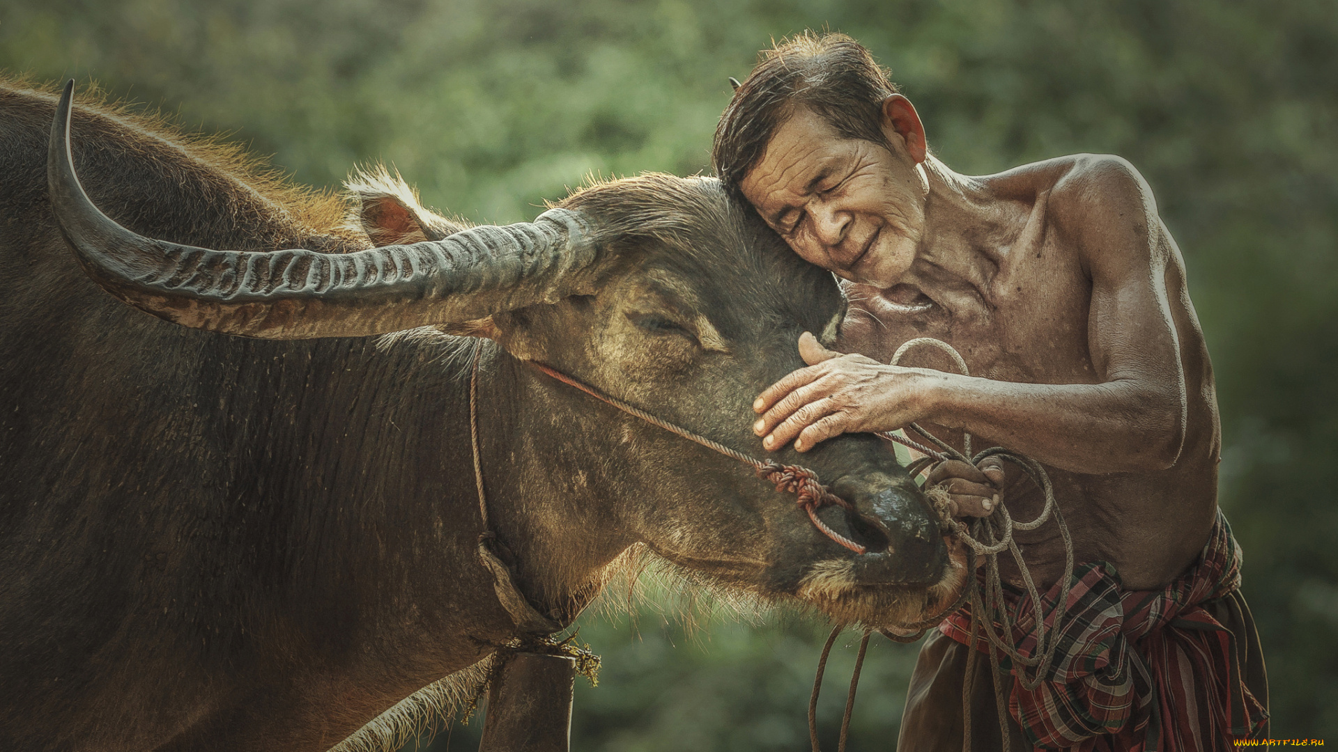 разное, люди, вьетнам, человек, фермер, корова, бык, буйвол
