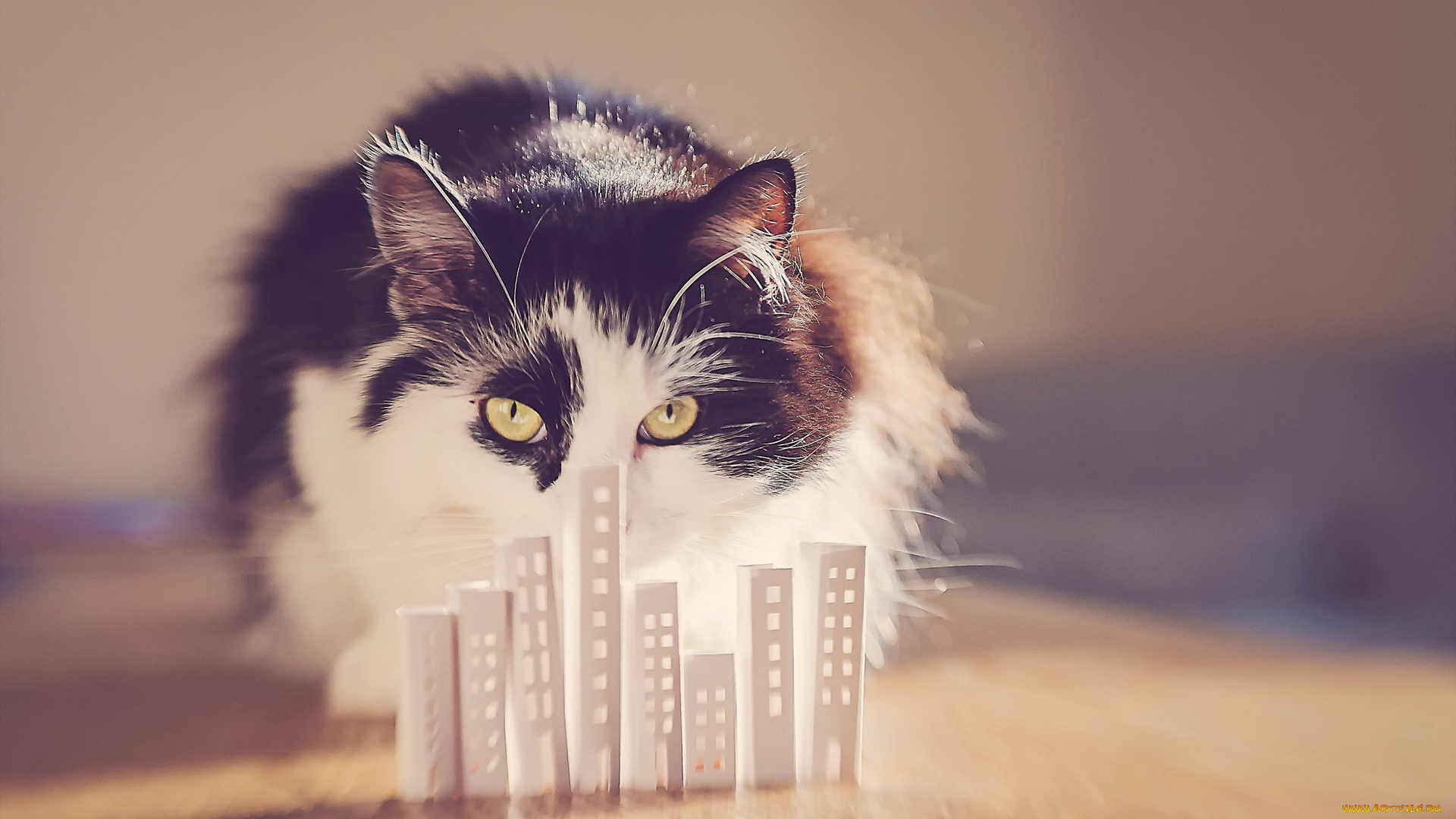 животные, коты, фон, взгляд, кошка