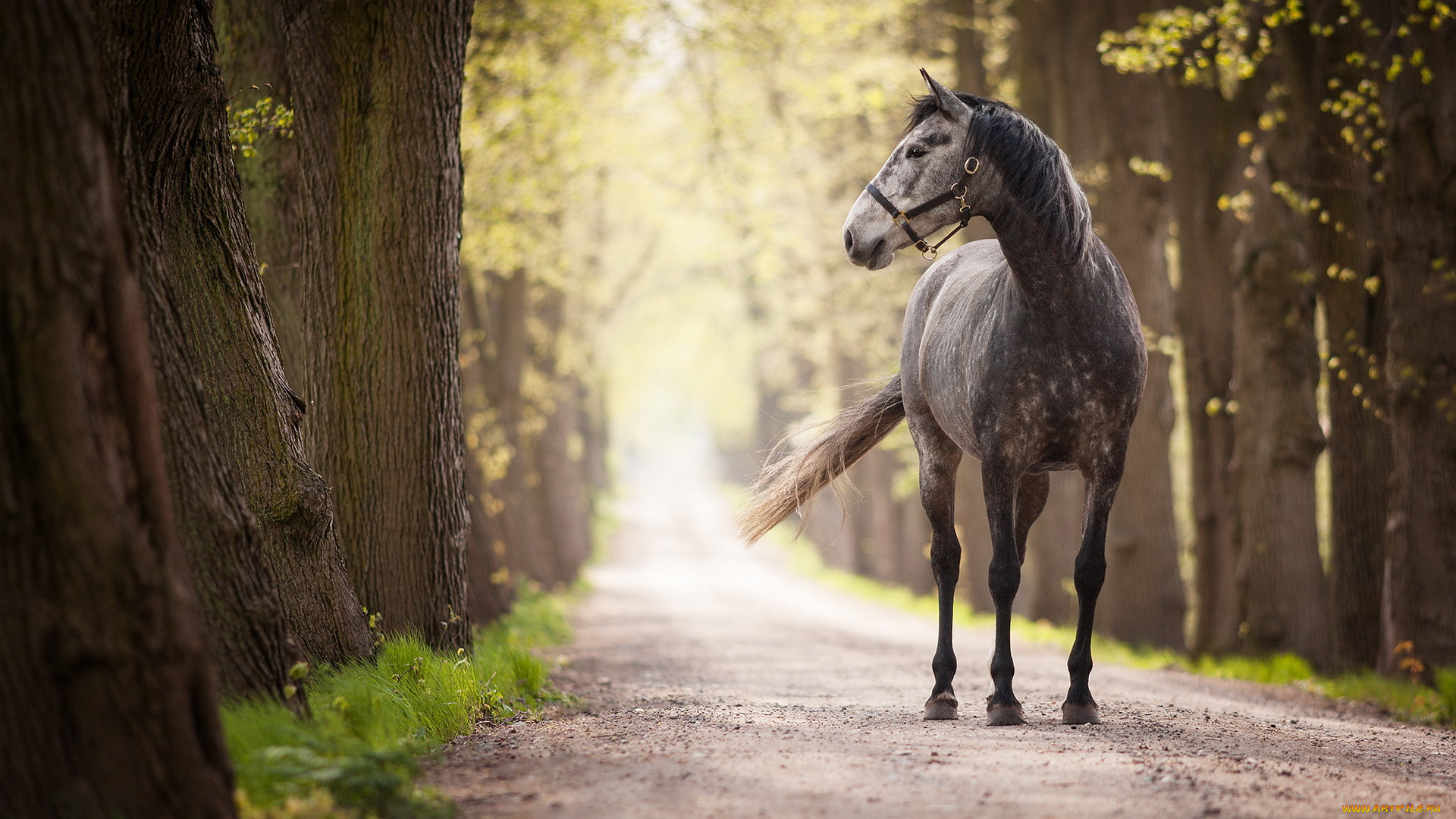 животные, лошади, фон, дорога, конь