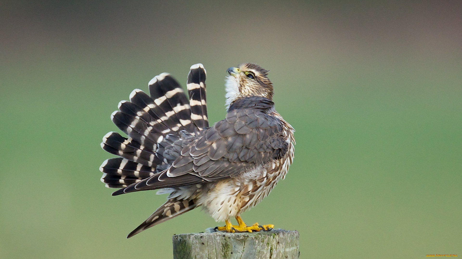 животные, птицы, -, хищники, перья, клюв