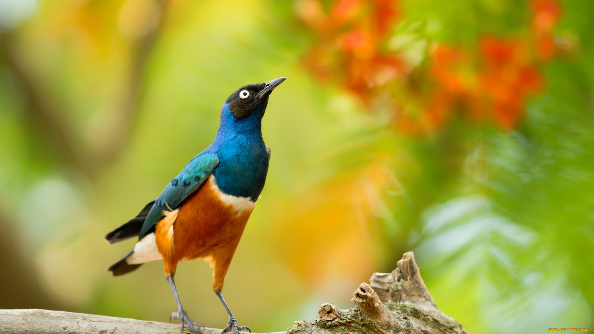 животные, птицы, фон, природа, птица