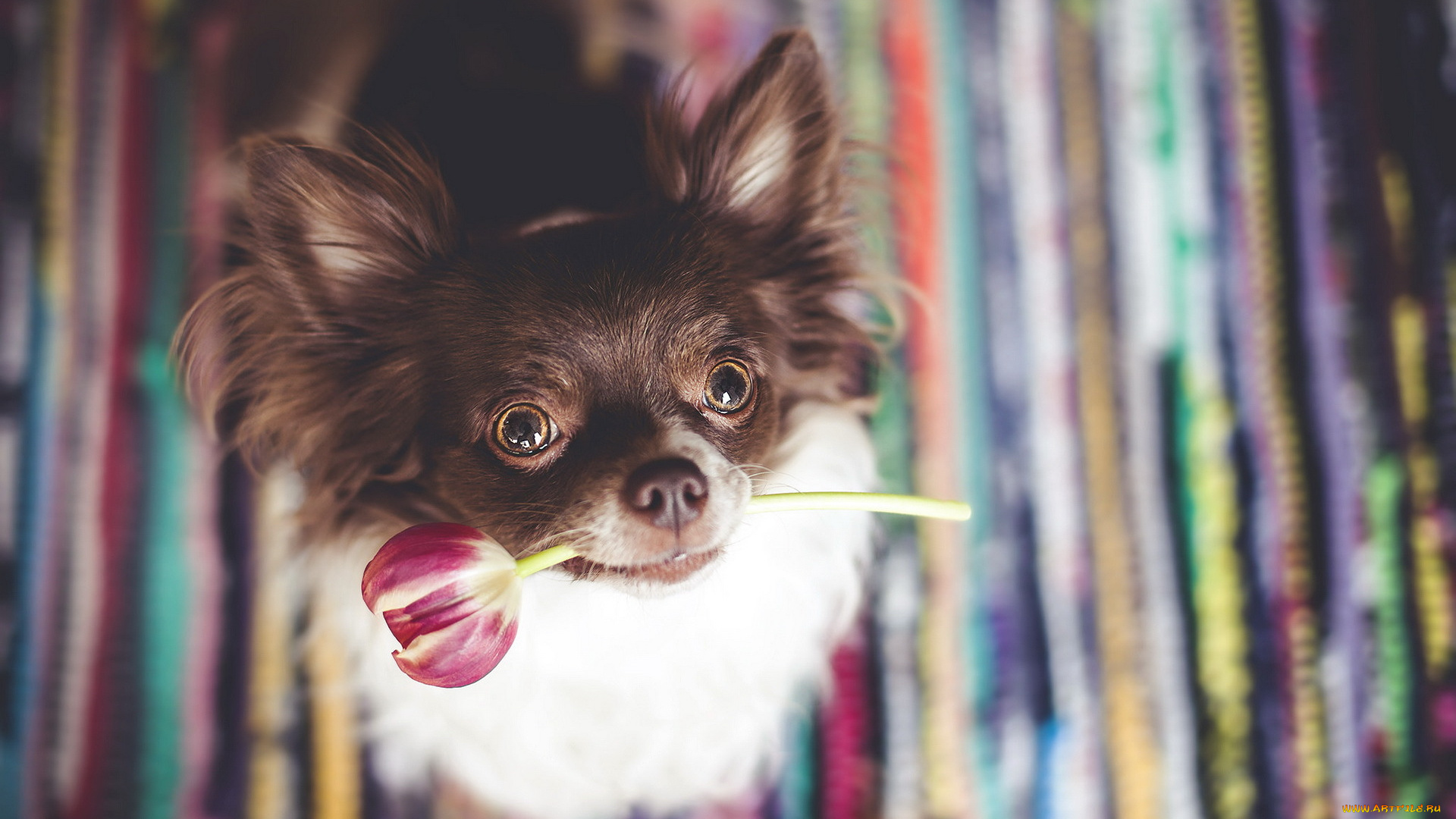 животные, собаки, друг, тюльпан, собака