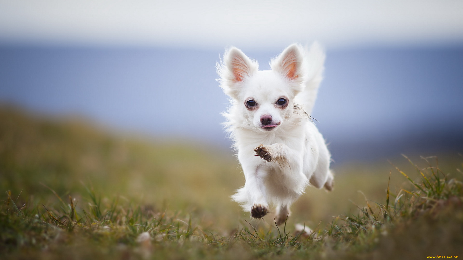 животные, собаки, фон, бег, собака