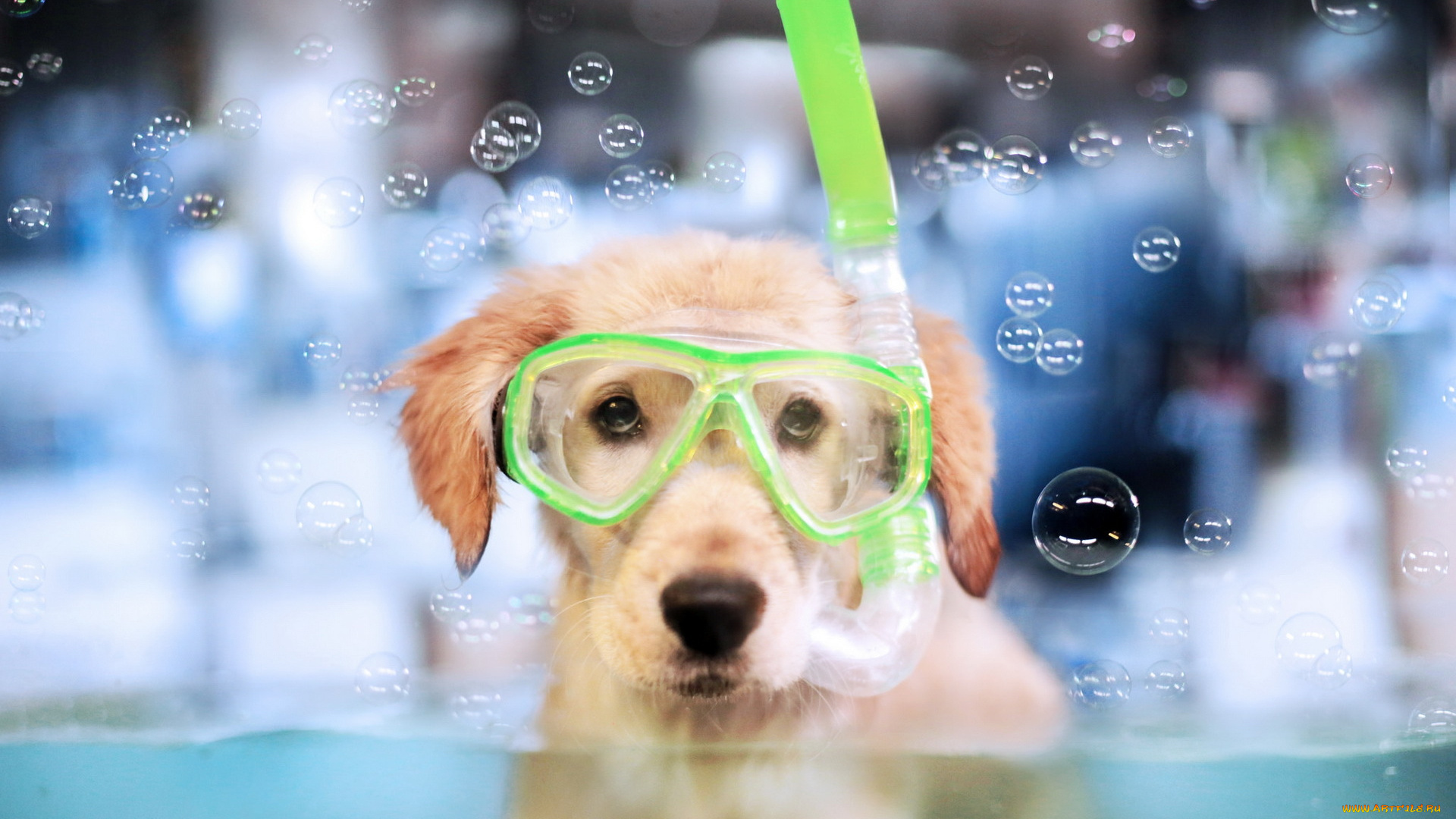животные, собаки, мыльные, пузыри, маска, взгляд, собака